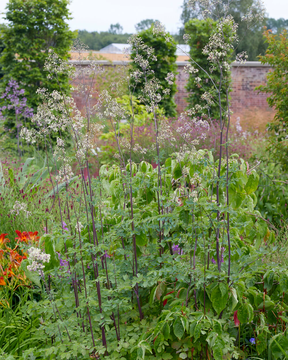 Thalictrum 'Elin' - Image 4