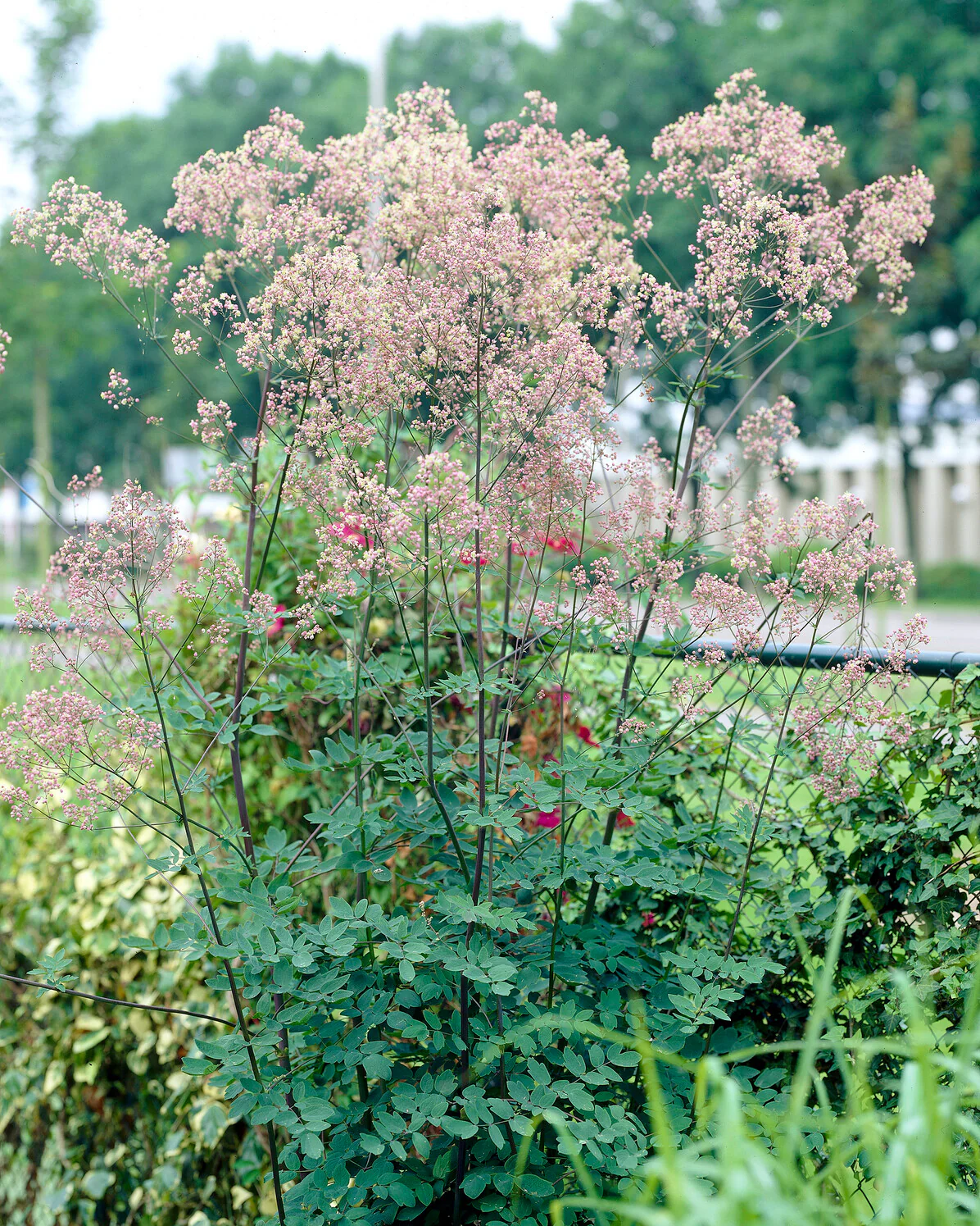 Thalictrum 'Elin' - Image 5