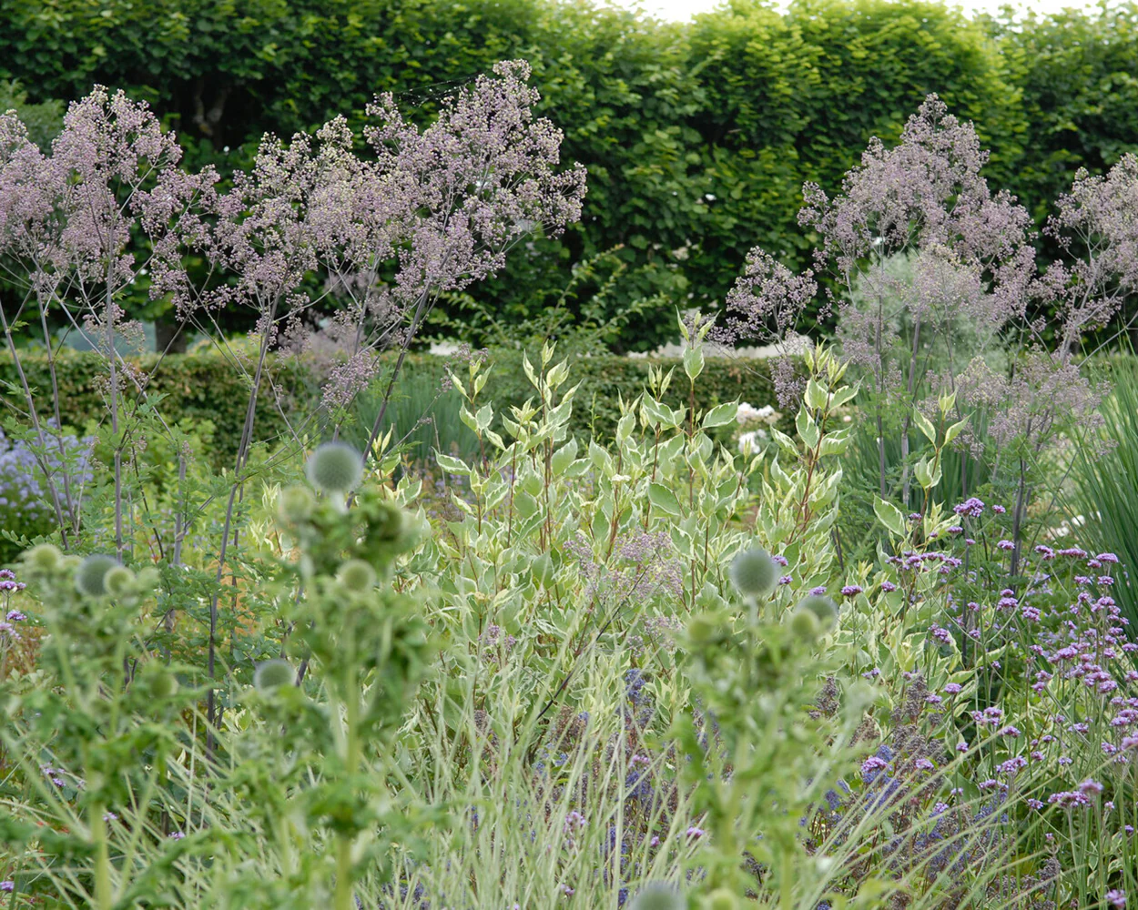 Thalictrum 'Elin' - Image 6