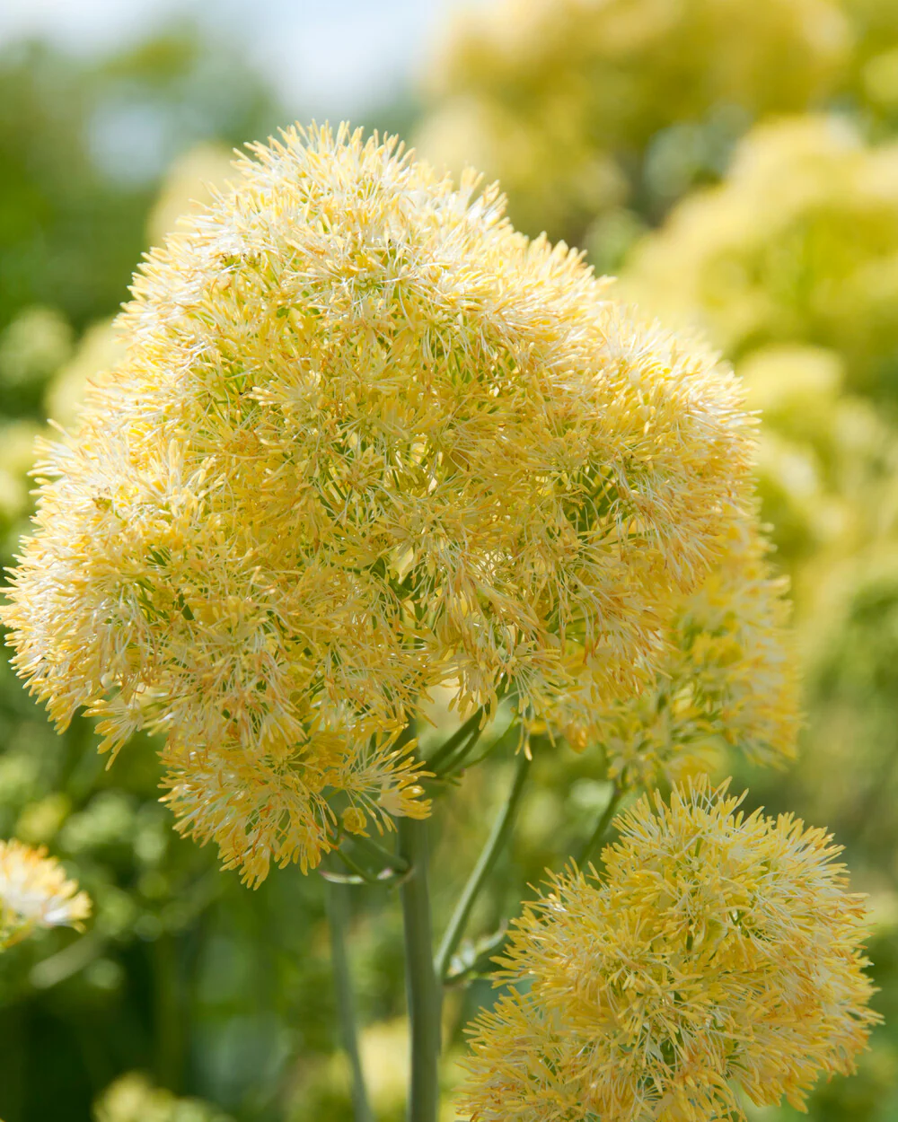 Thalictrum flavum glaucum - Image 3
