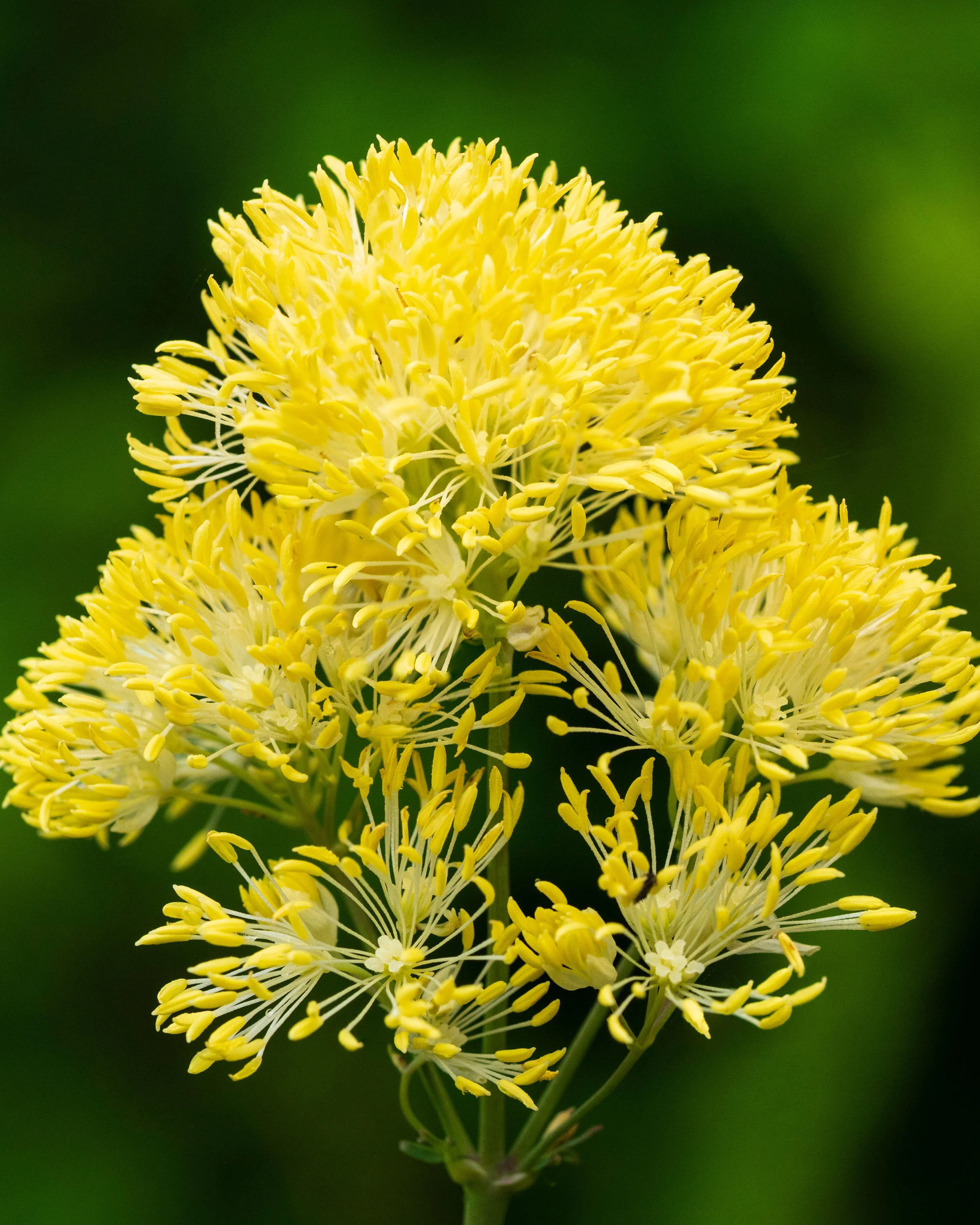 Thalictrum flavum glaucum - Image 4