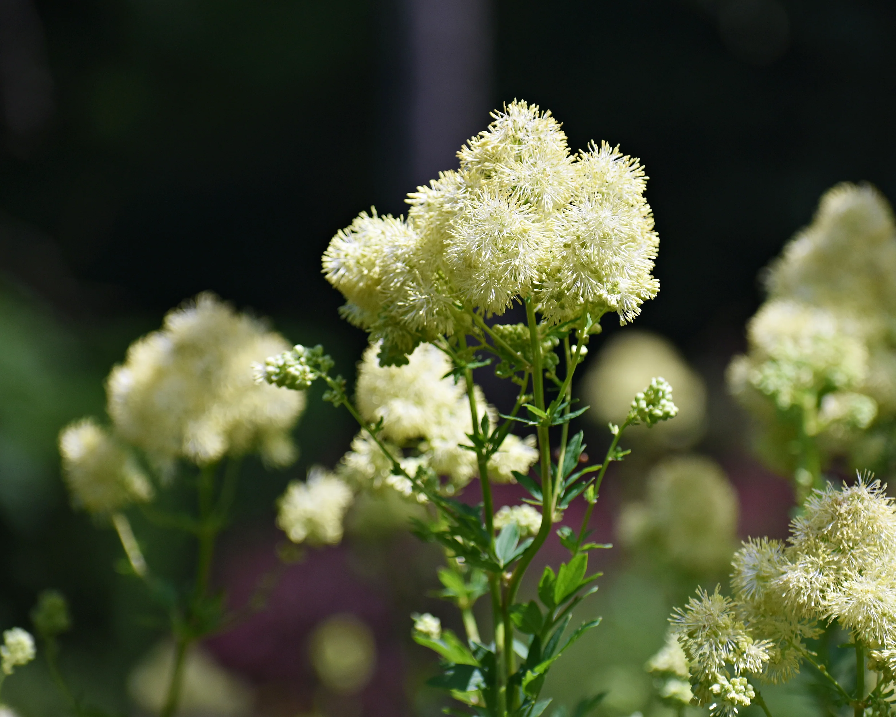 Thalictrum flavum glaucum - Image 5
