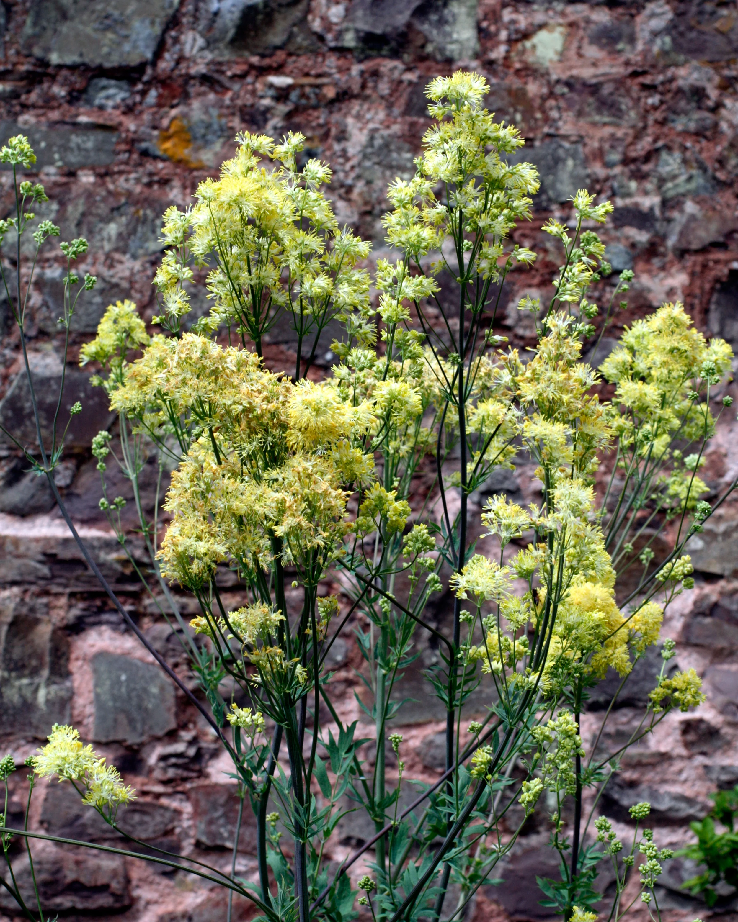 Thalictrum flavum glaucum - Image 6