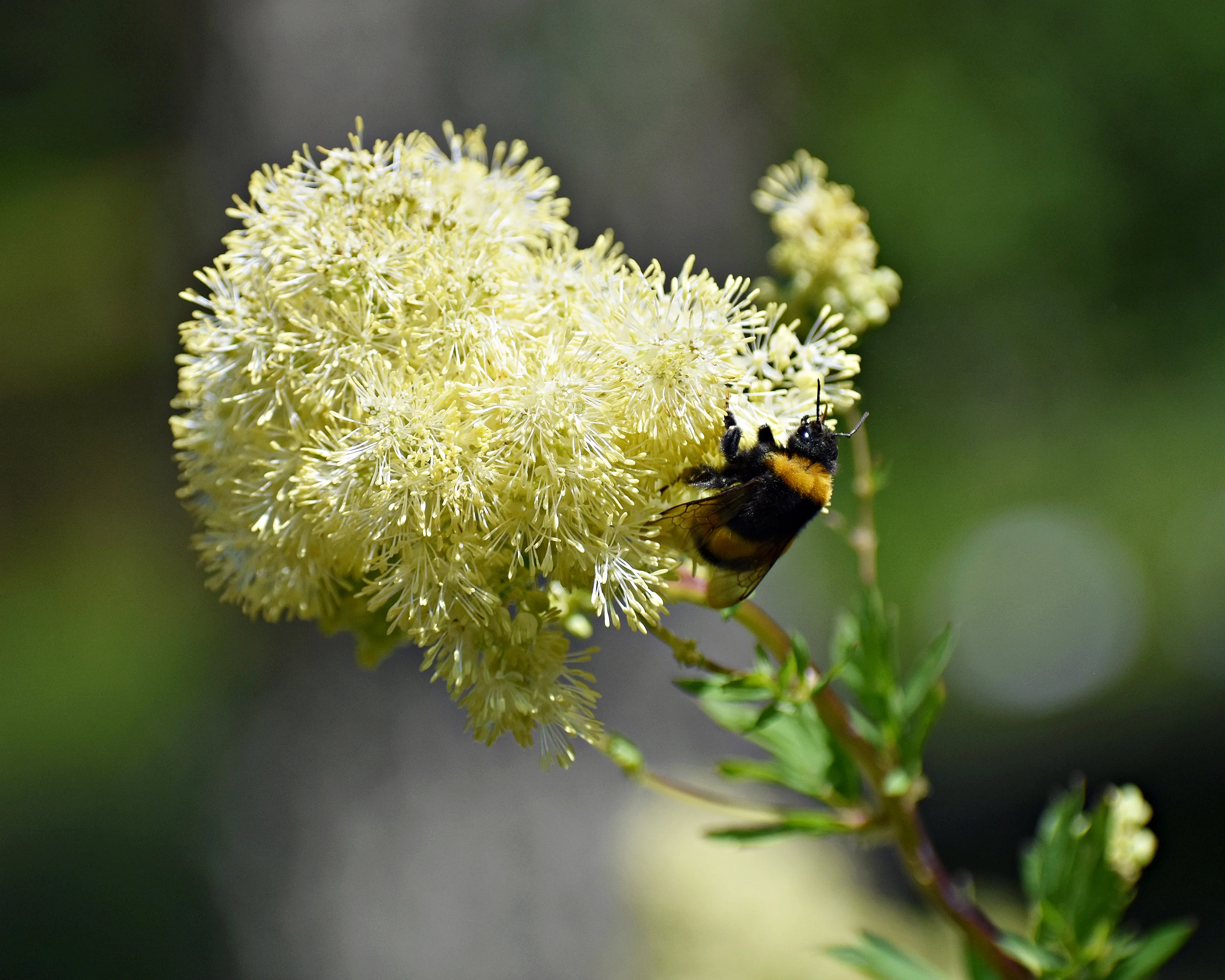 Thalictrum flavum glaucum - Image 7