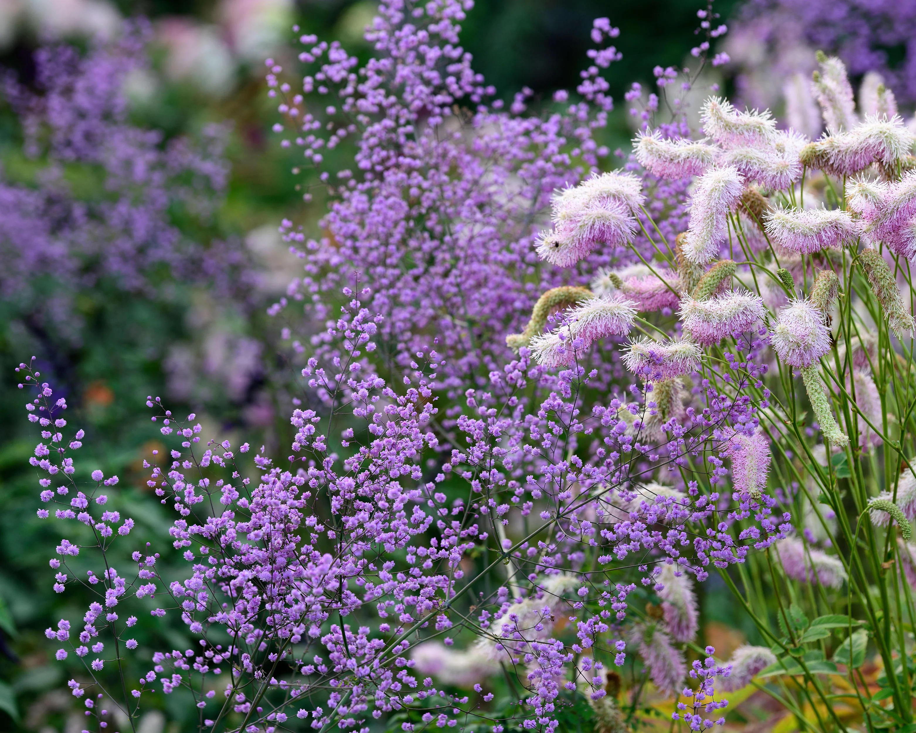 Thalictrum 'Hewitt's Double' - Image 2