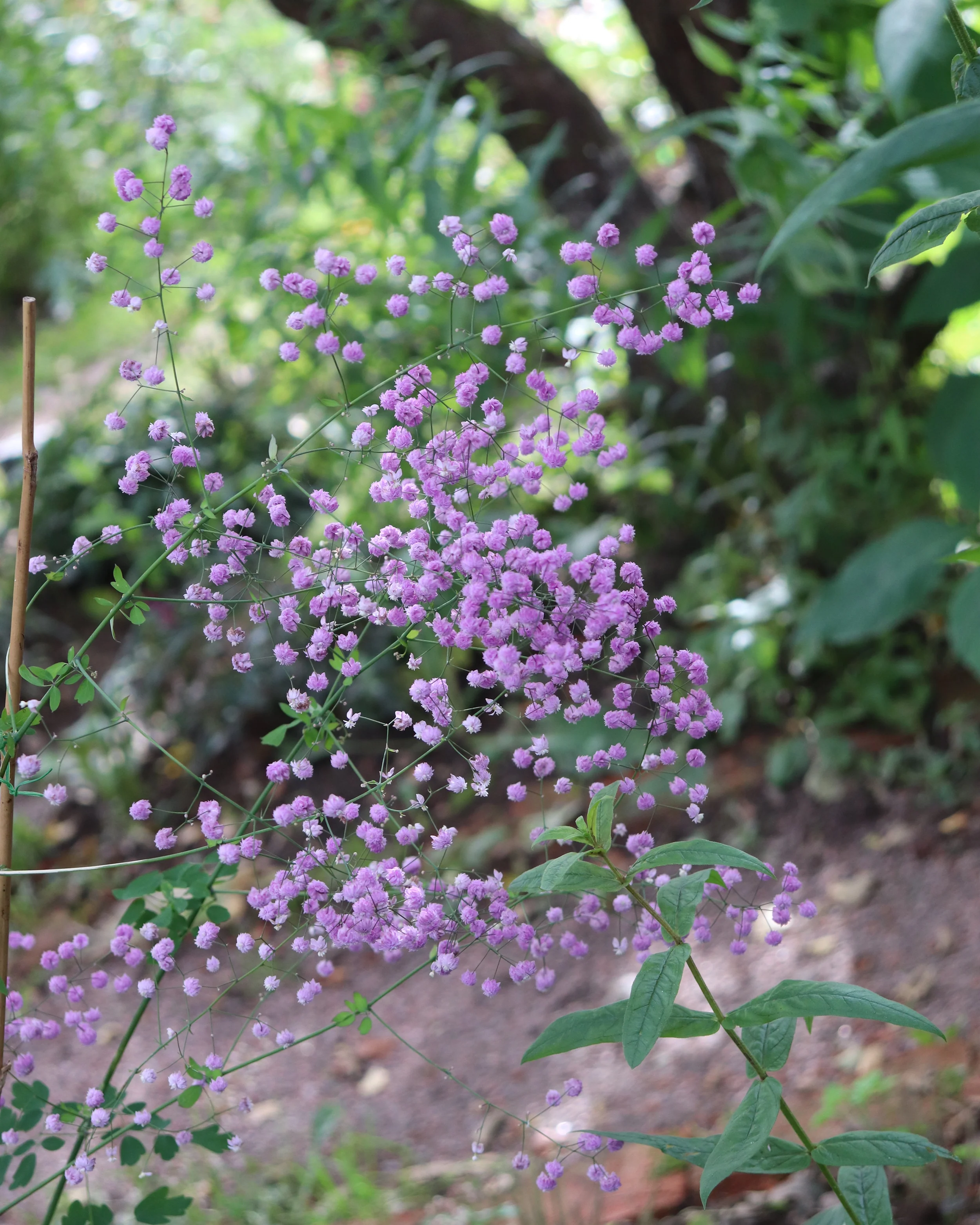 Thalictrum 'Hewitt's Double' - Image 4