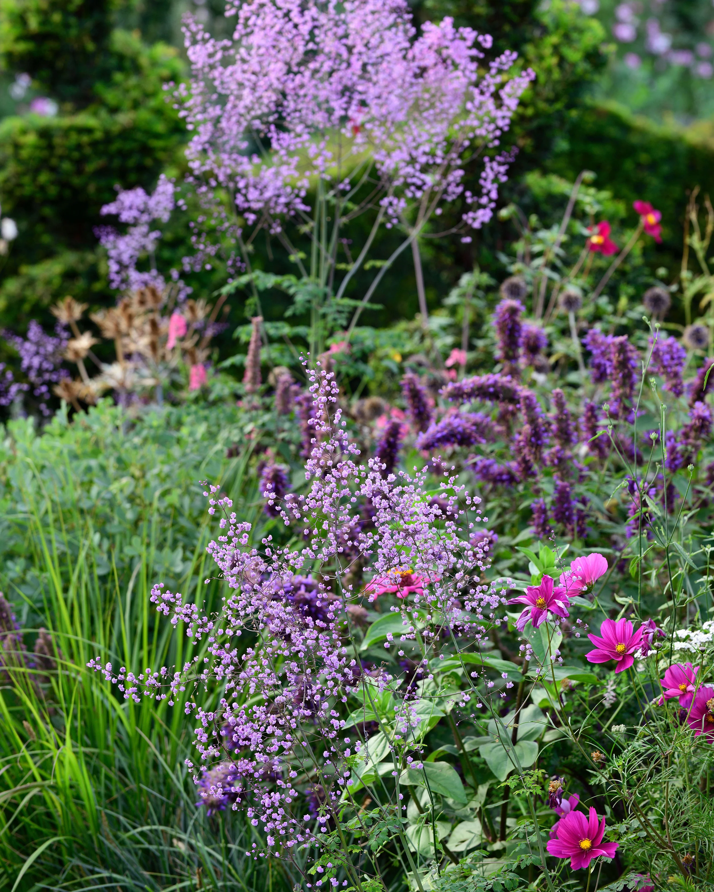 Thalictrum 'Hewitt's Double' - Image 5
