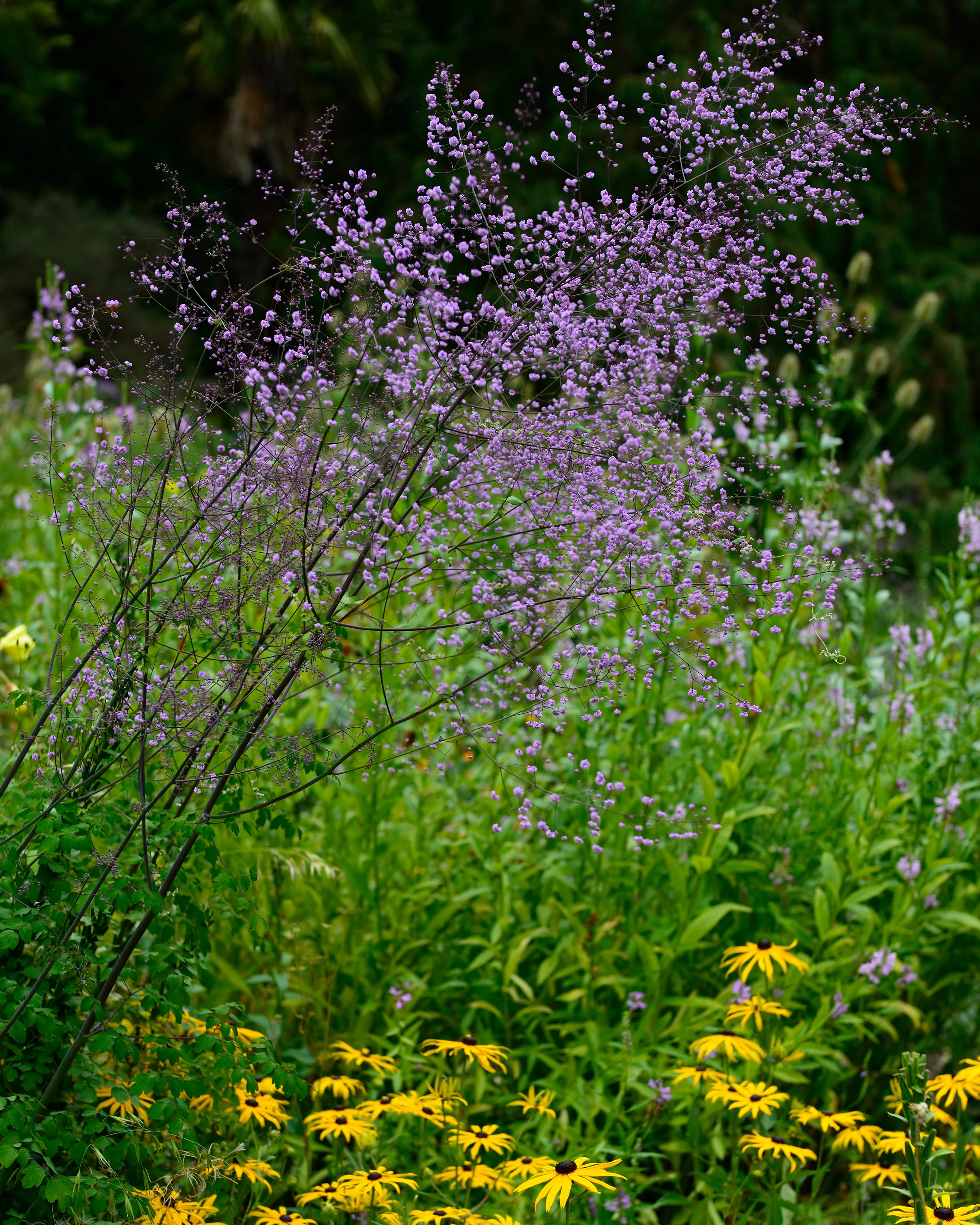 Thalictrum 'Hewitt's Double' - Image 6