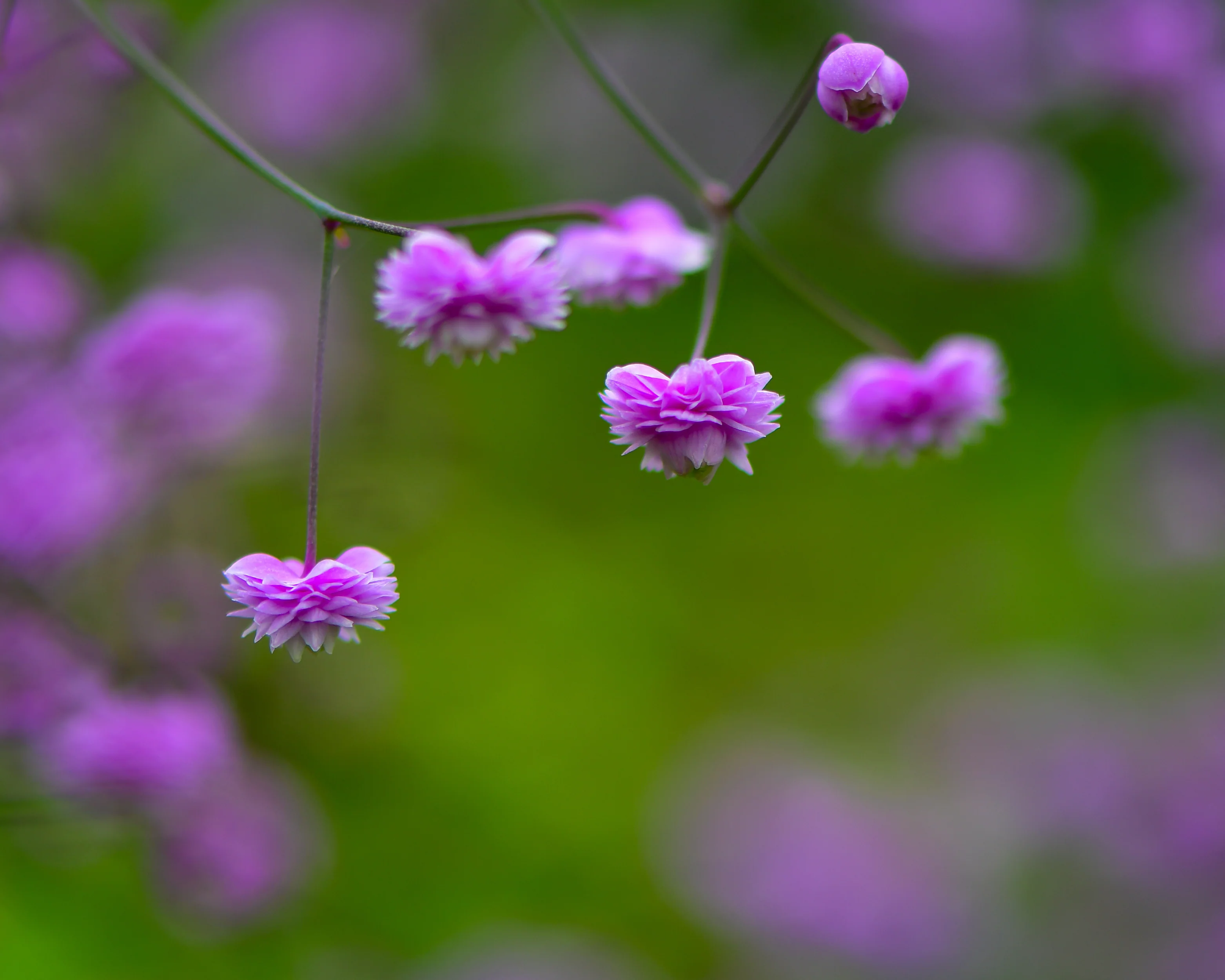 Thalictrum 'Hewitt's Double' - Image 7