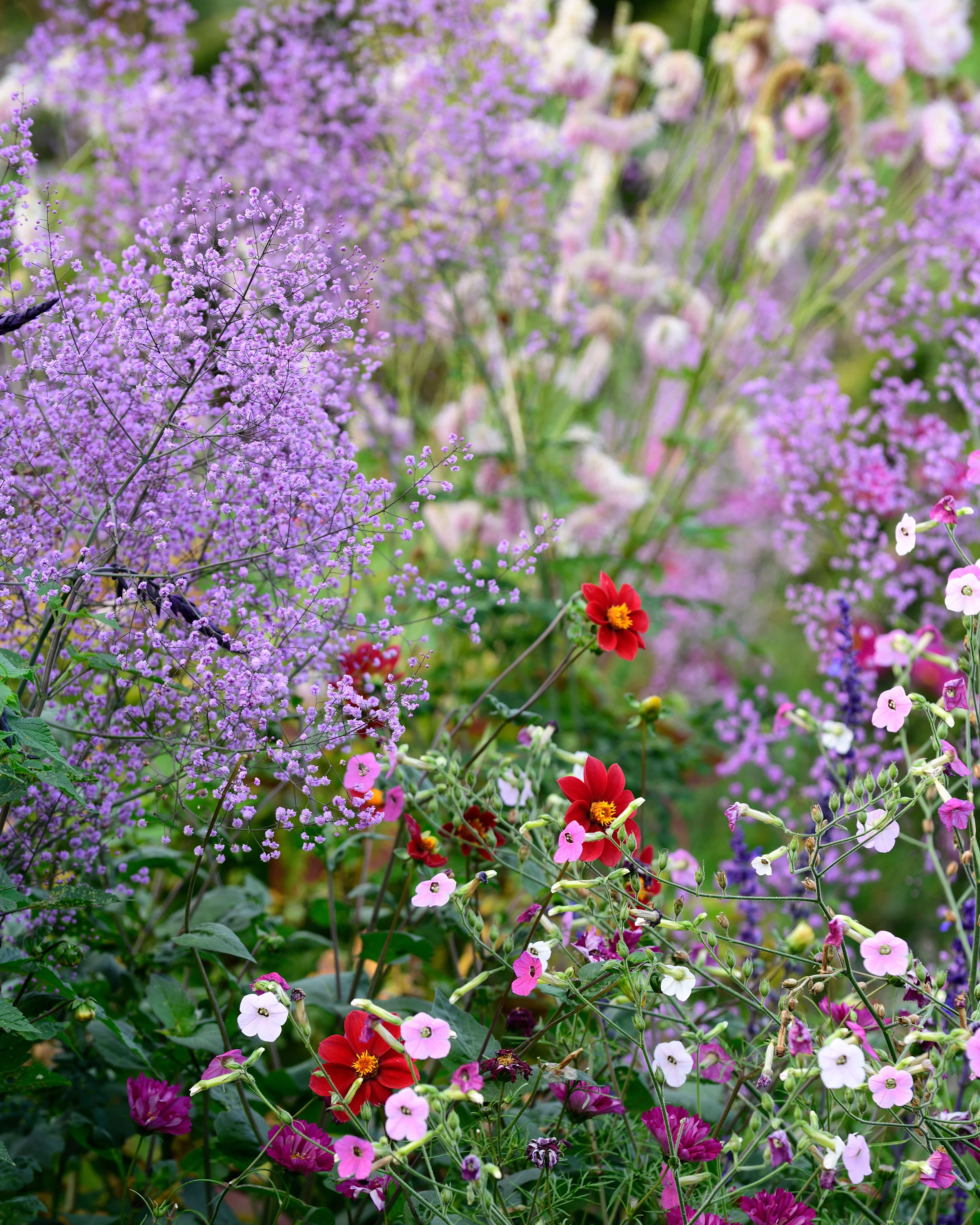 Thalictrum 'Hewitt's Double' - Image 9