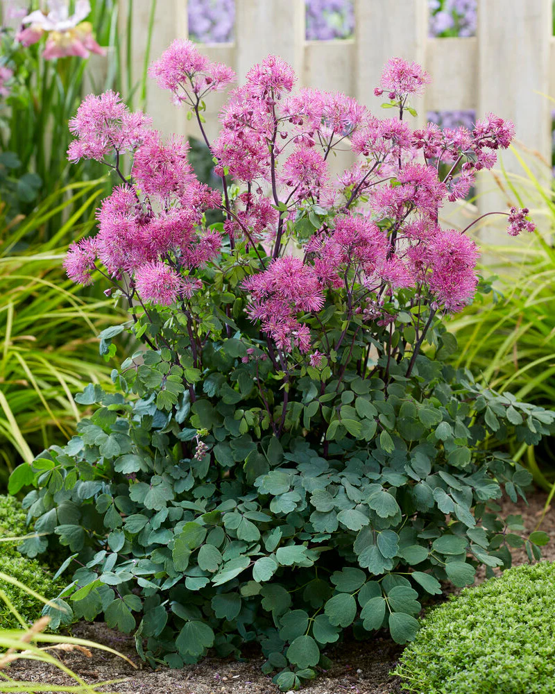 Thalictrum 'Little Pinkie'