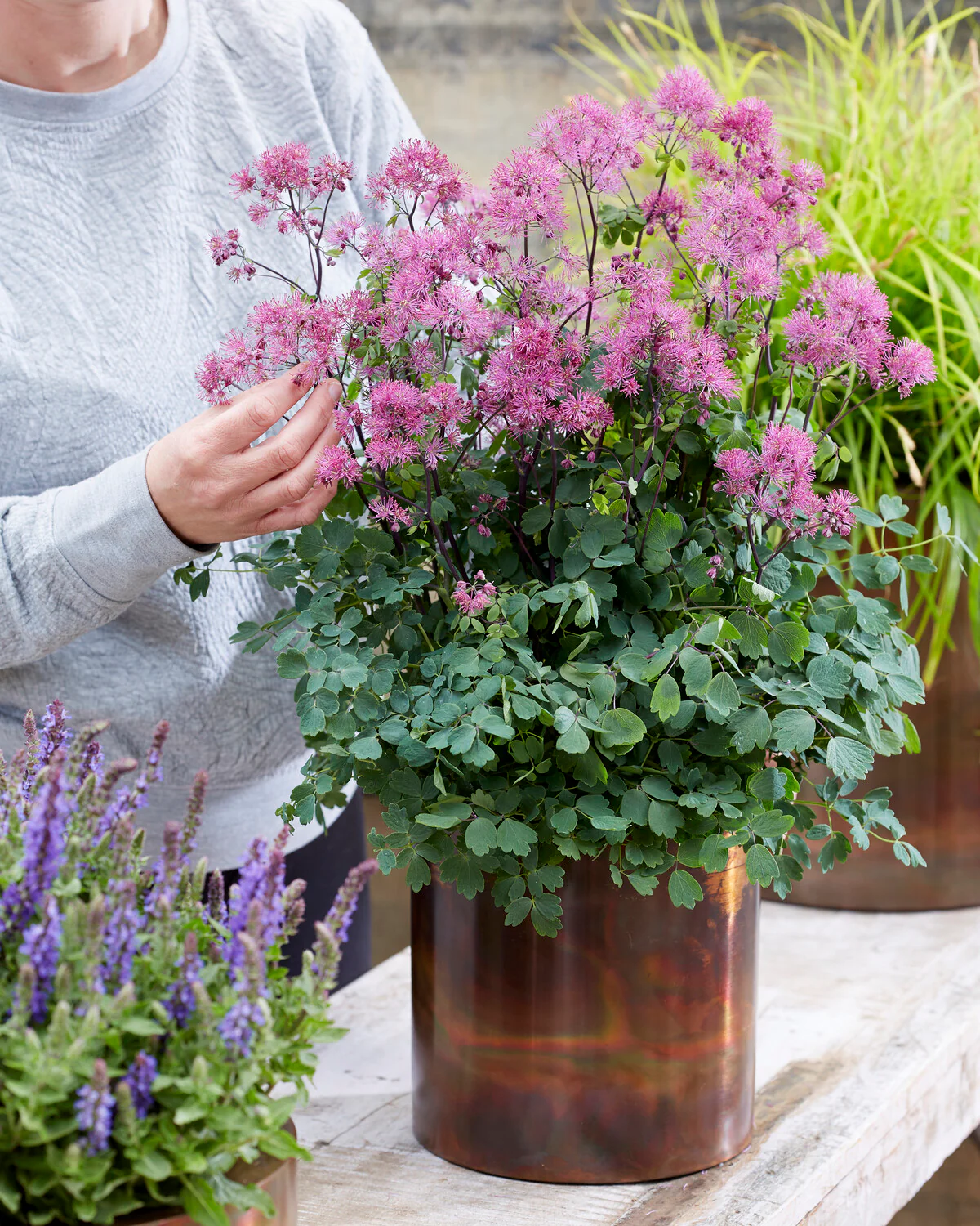 Thalictrum 'Little Pinkie' - Image 2