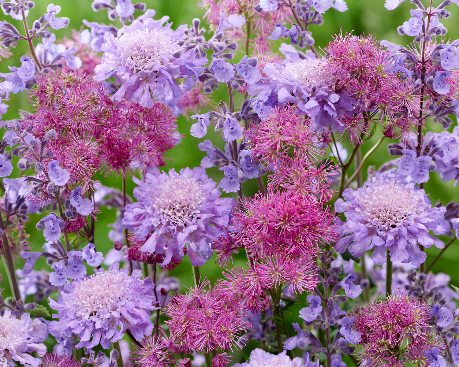 Thalictrum 'Little Pinkie' - Image 5