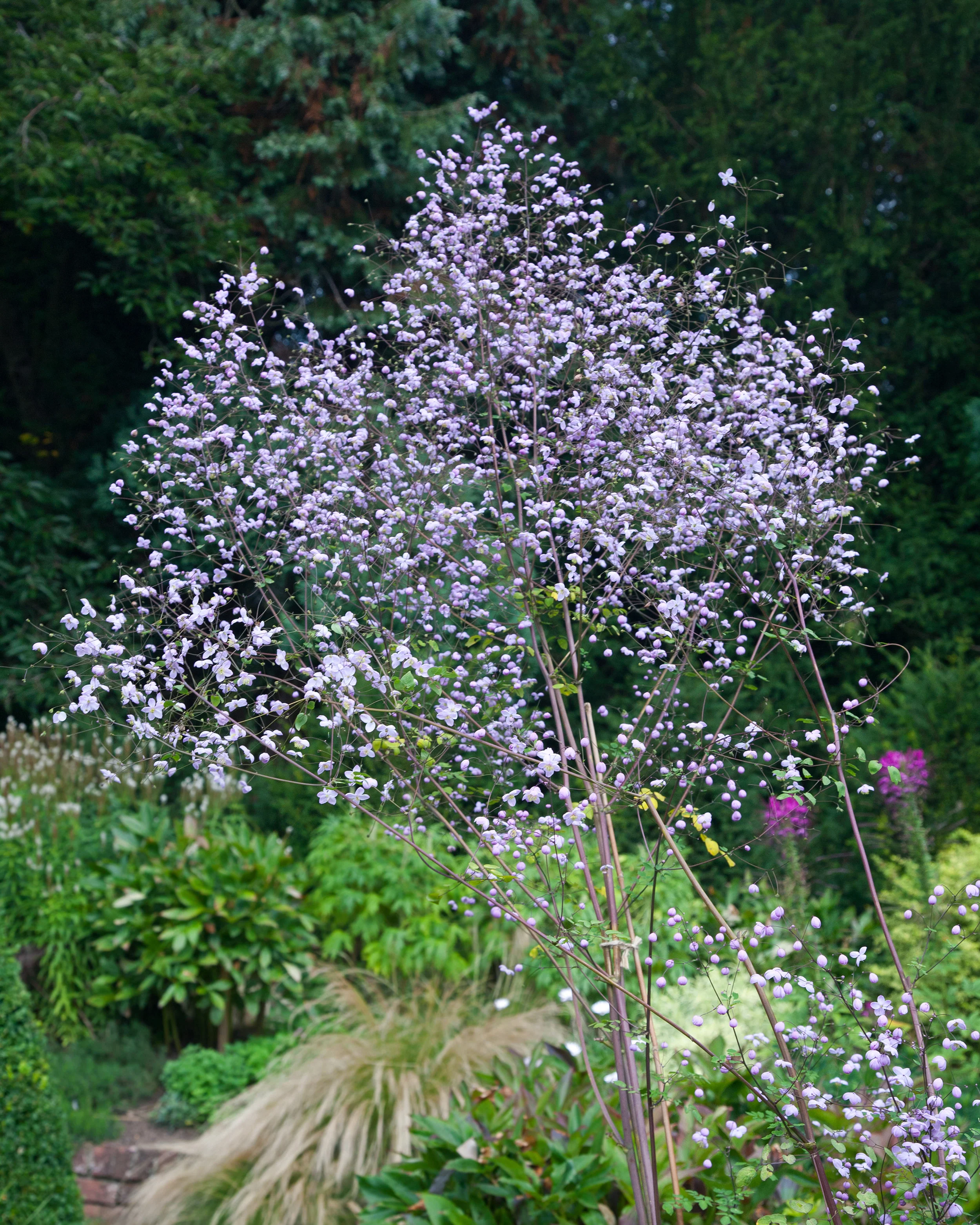 Thalictrum 'Splendide' - Image 3