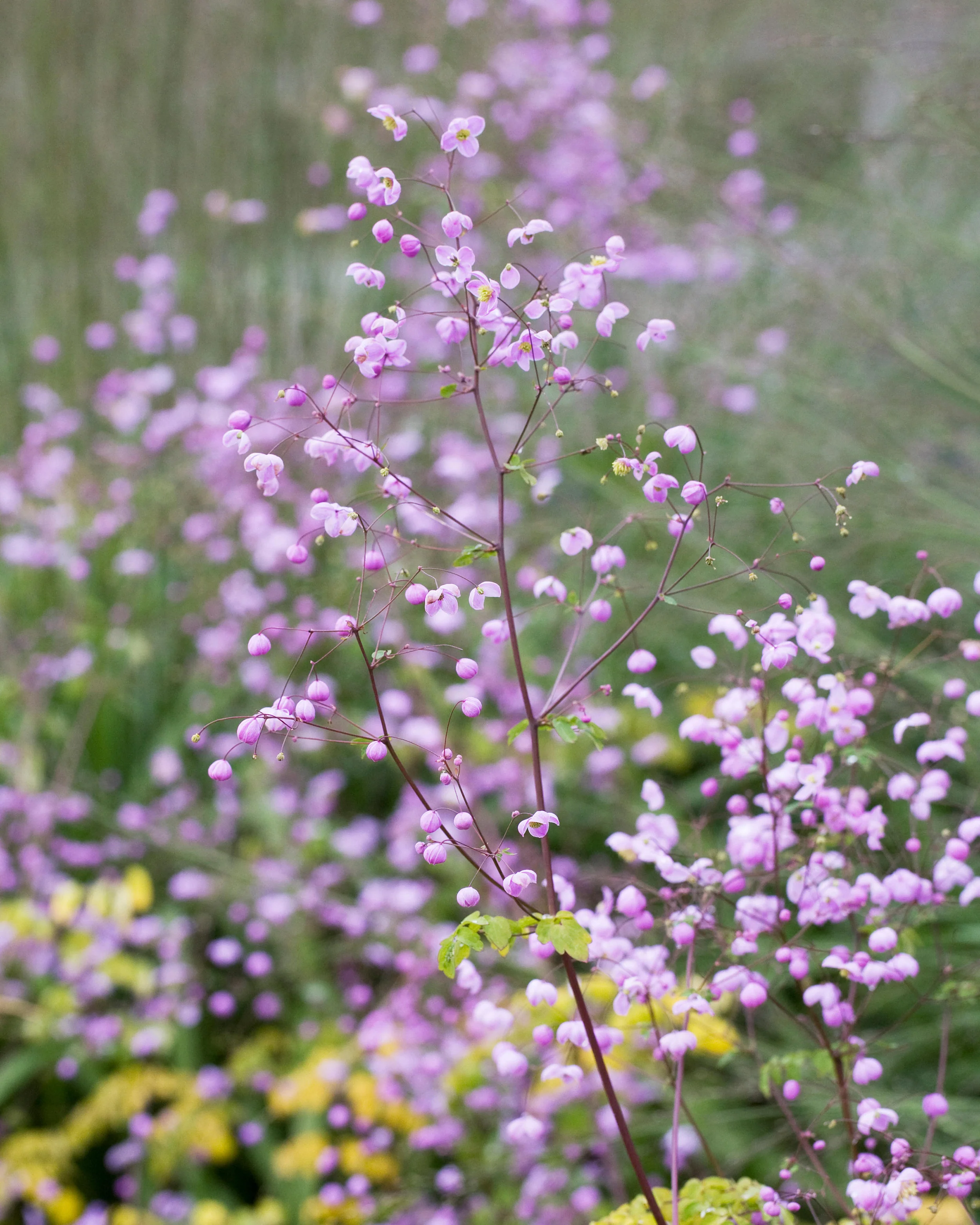 Thalictrum 'Splendide' - Image 5