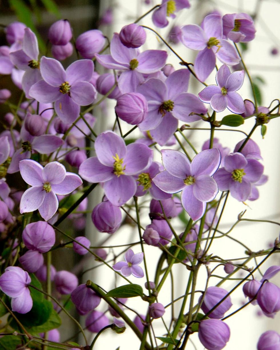 Thalictrum 'Splendide' - Image 9