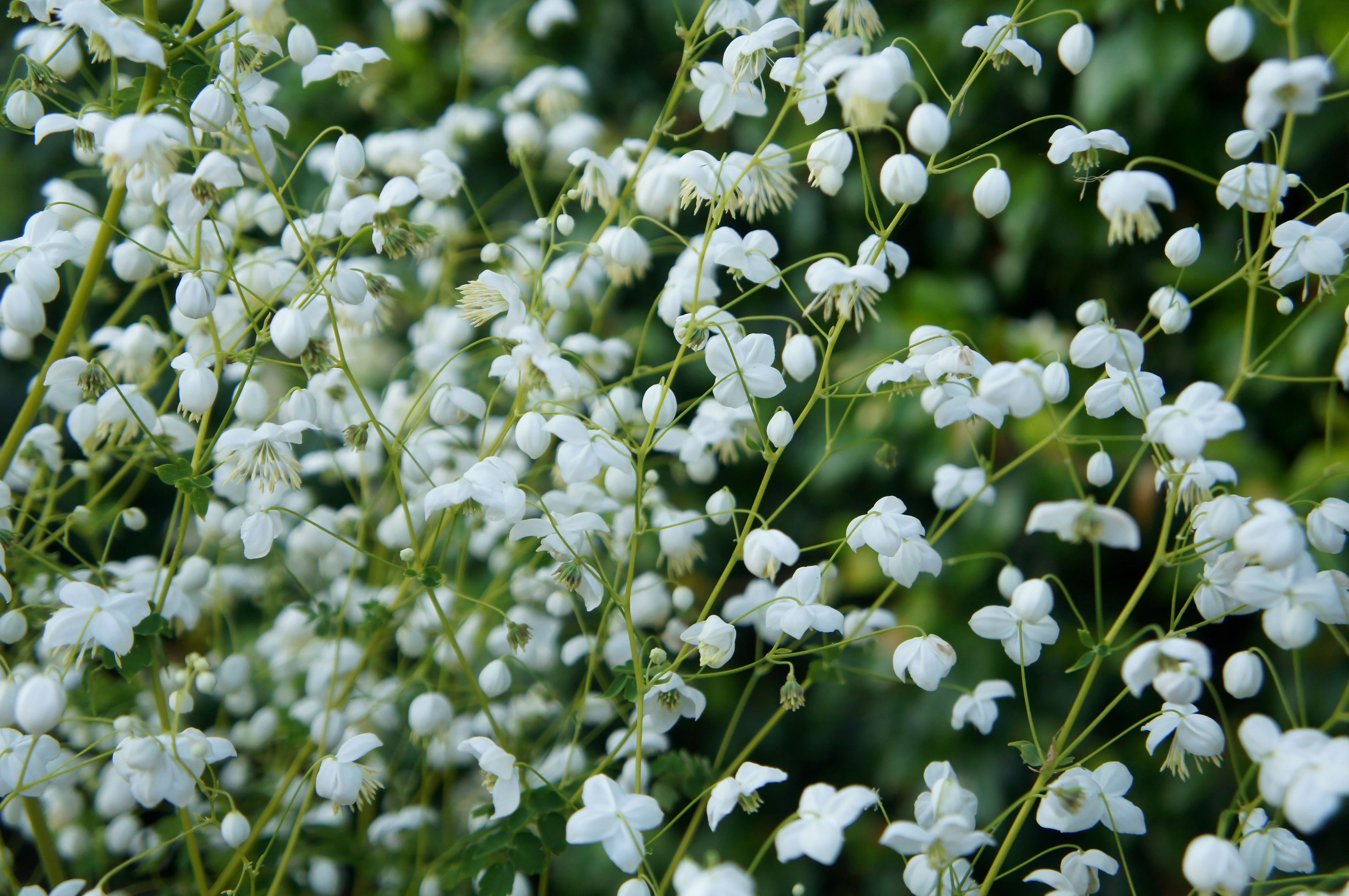 Thalictrum 'Splendide White' - Image 10