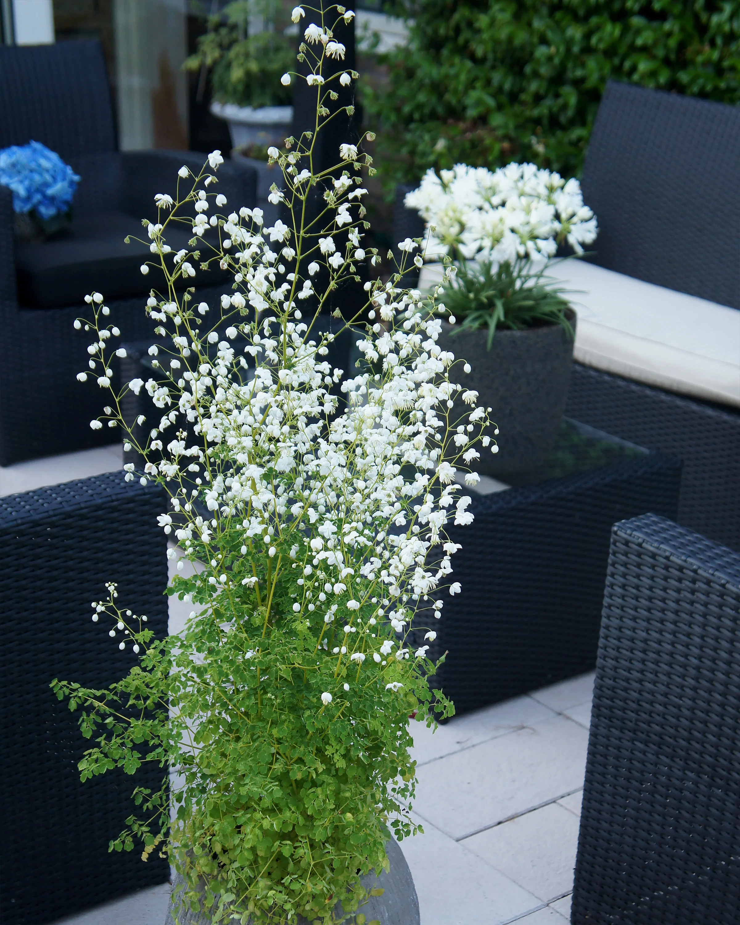 Thalictrum 'Splendide White' - Image 11