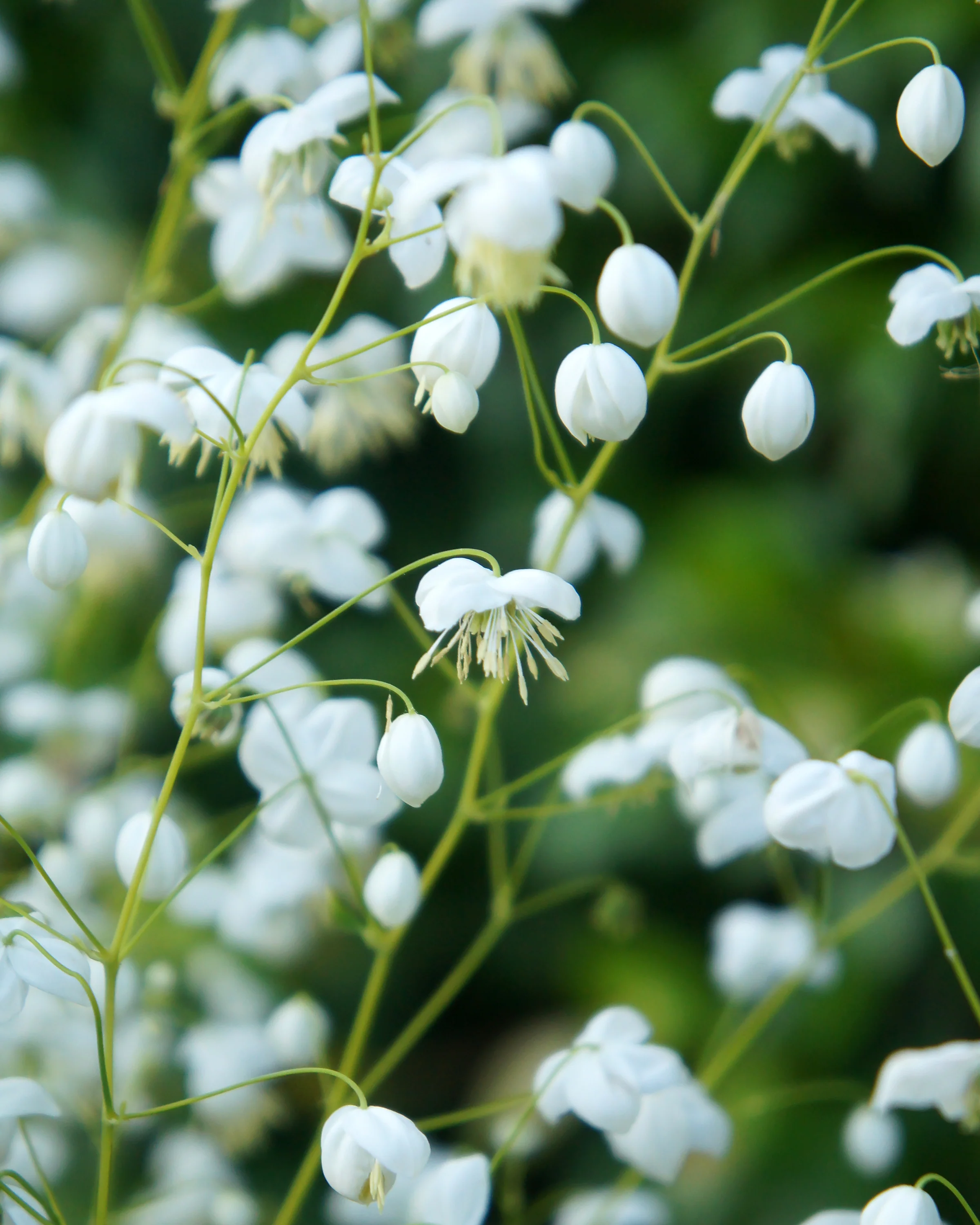 Thalictrum 'Splendide White' - Image 3