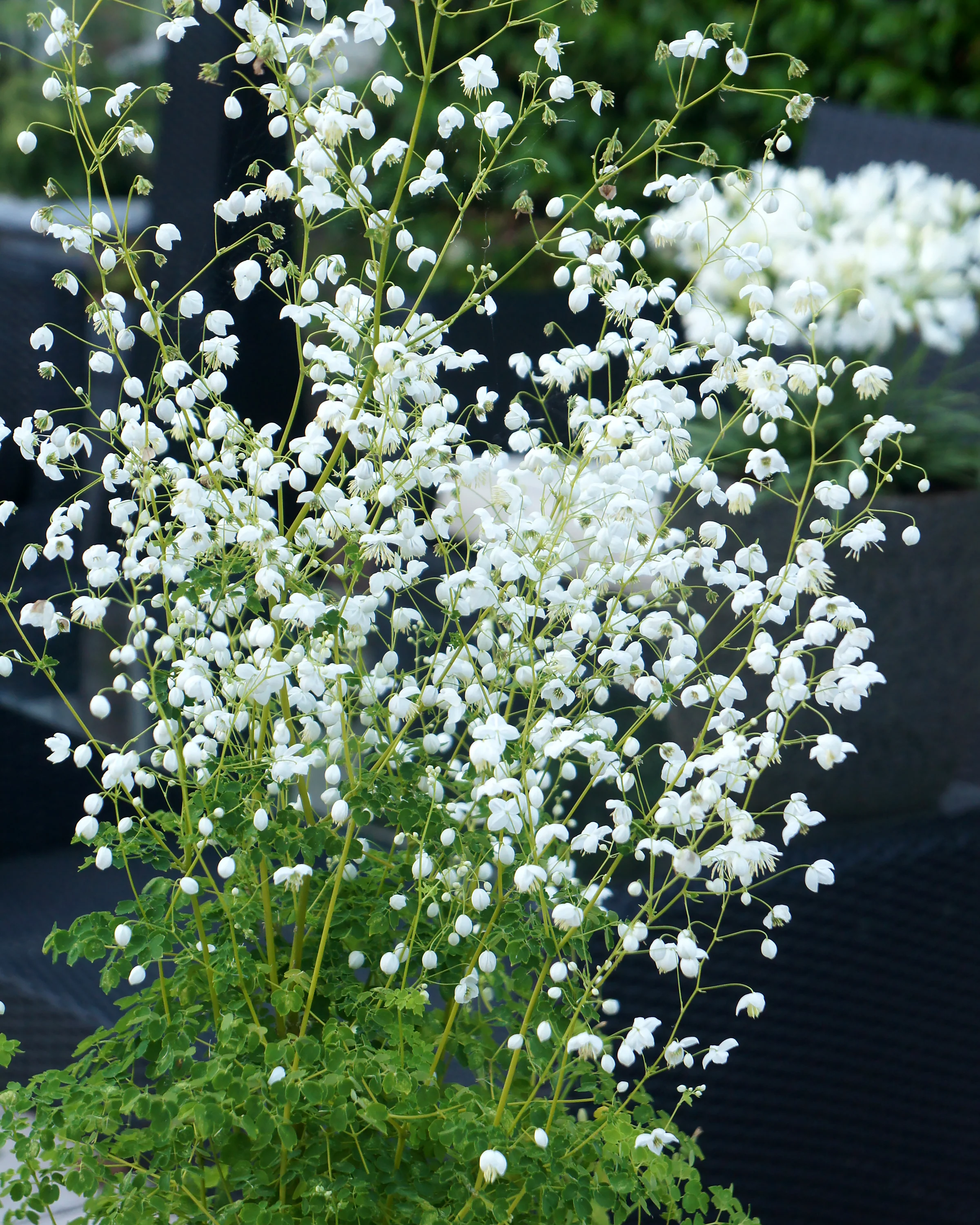 Thalictrum 'Splendide White' - Image 6