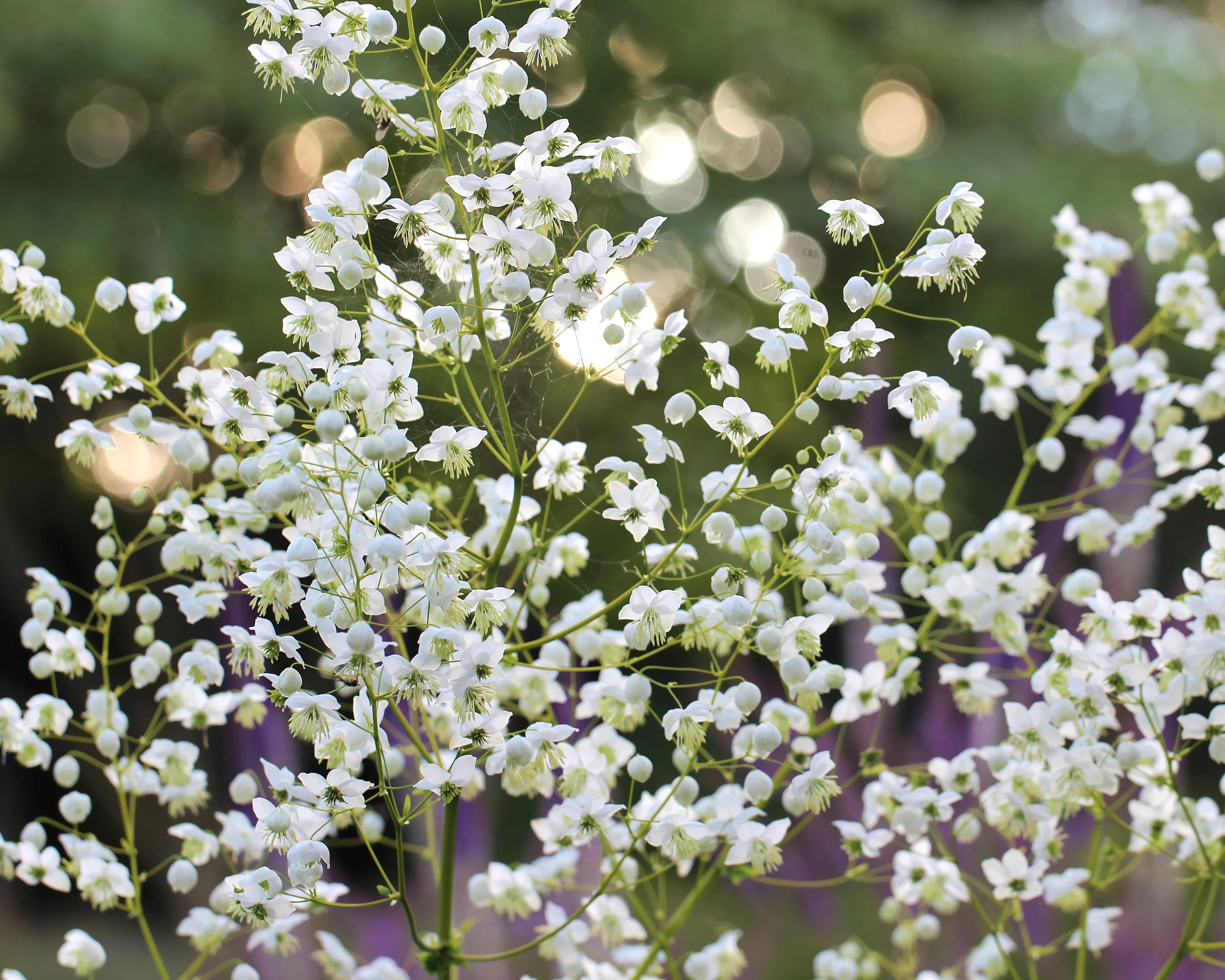 Thalictrum 'Splendide White' - Image 7