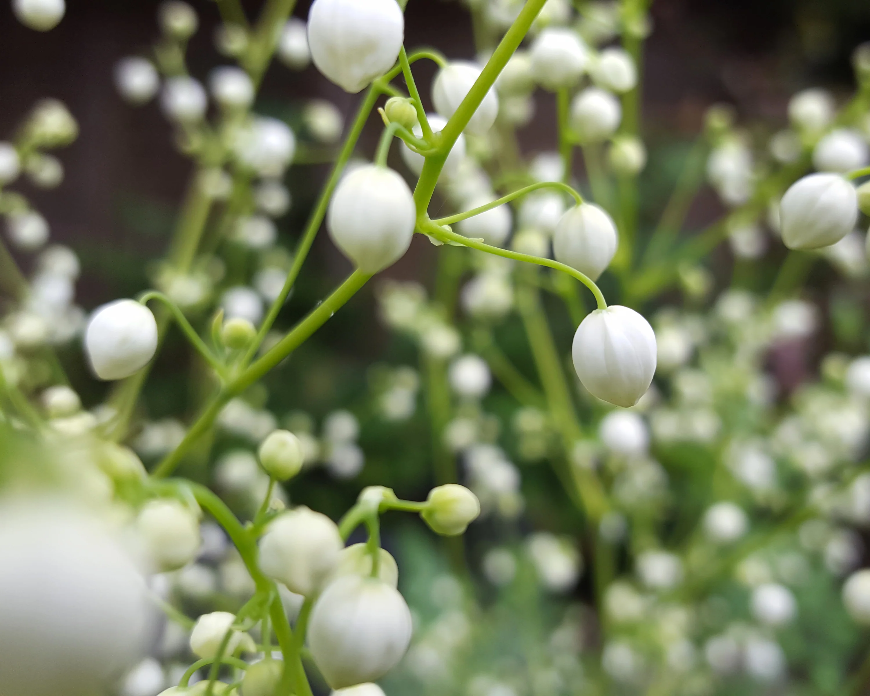 Thalictrum 'Splendide White' - Image 9