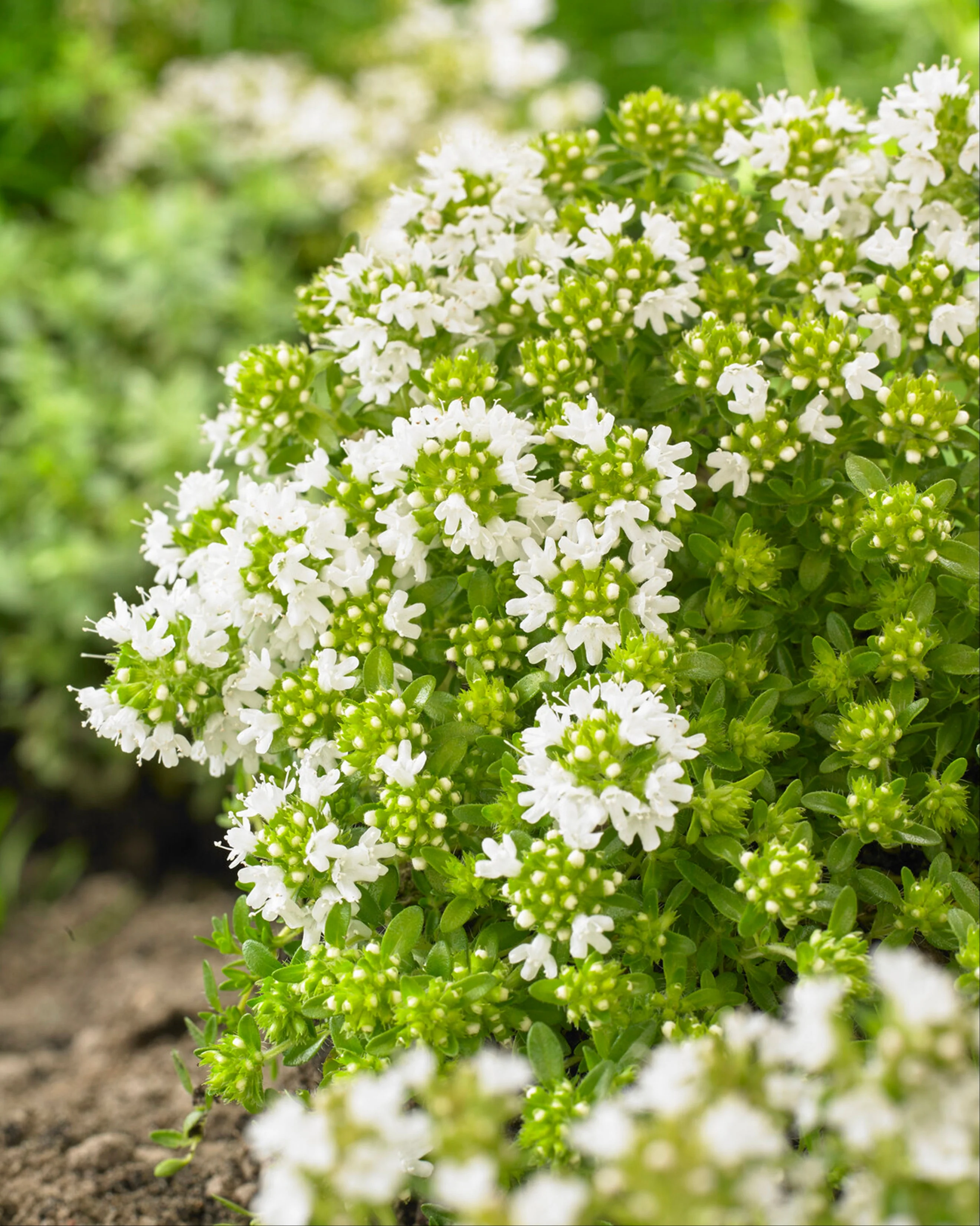 Thymus 'Albiflorus' - Image 2