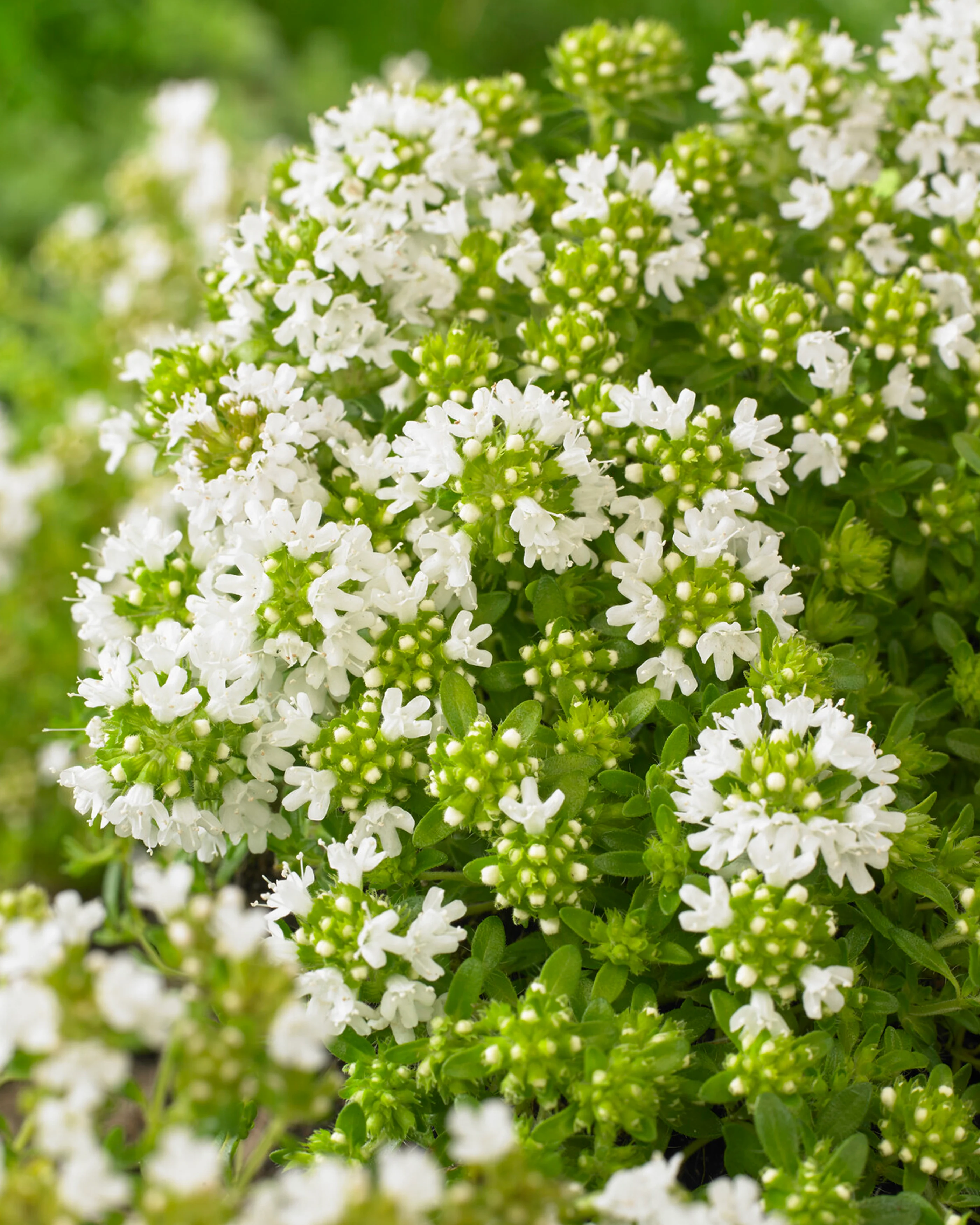 Thymus 'Albiflorus' - Image 6