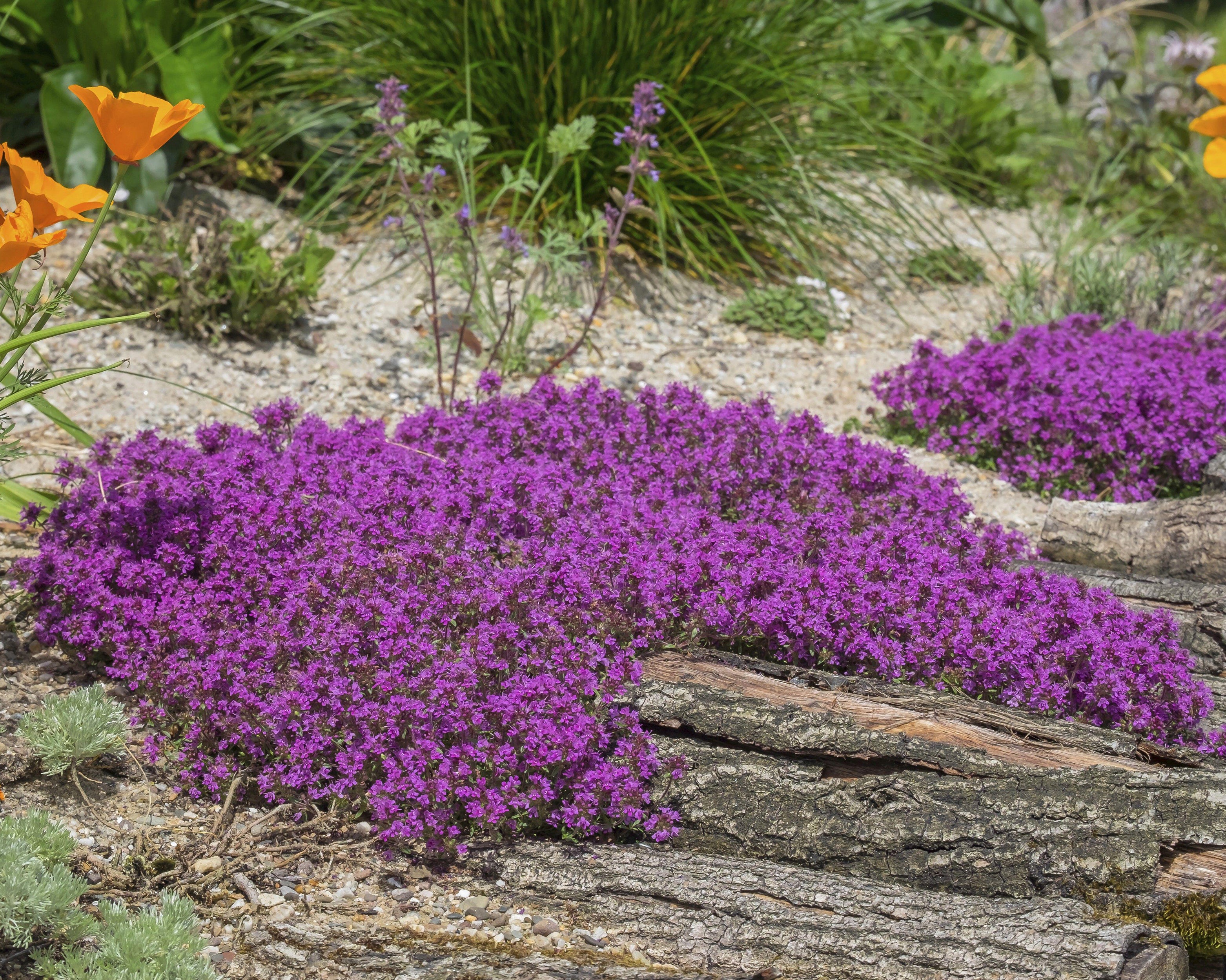 Thymus 'Coccineus' - Image 10