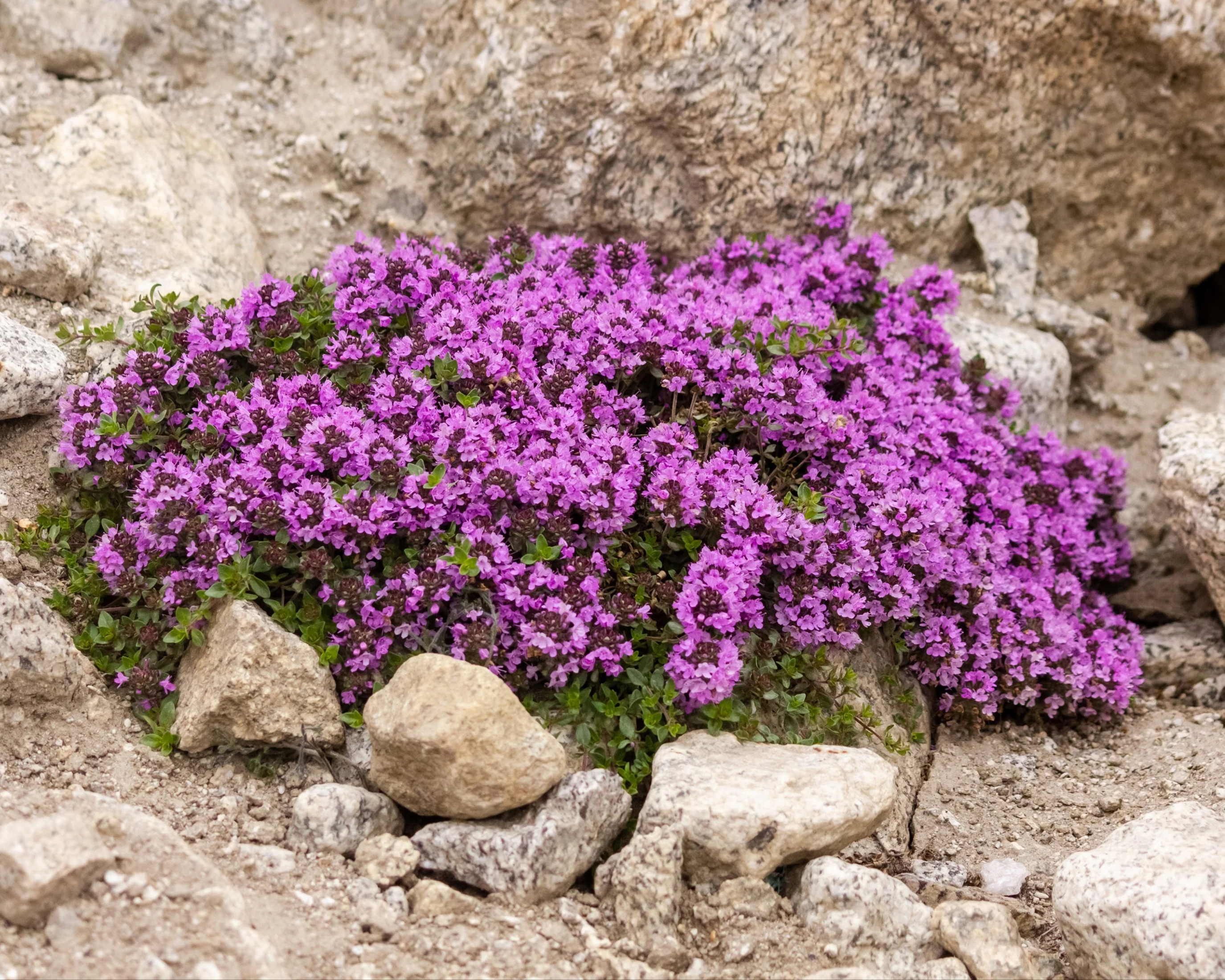 Thymus 'Coccineus' - Image 2