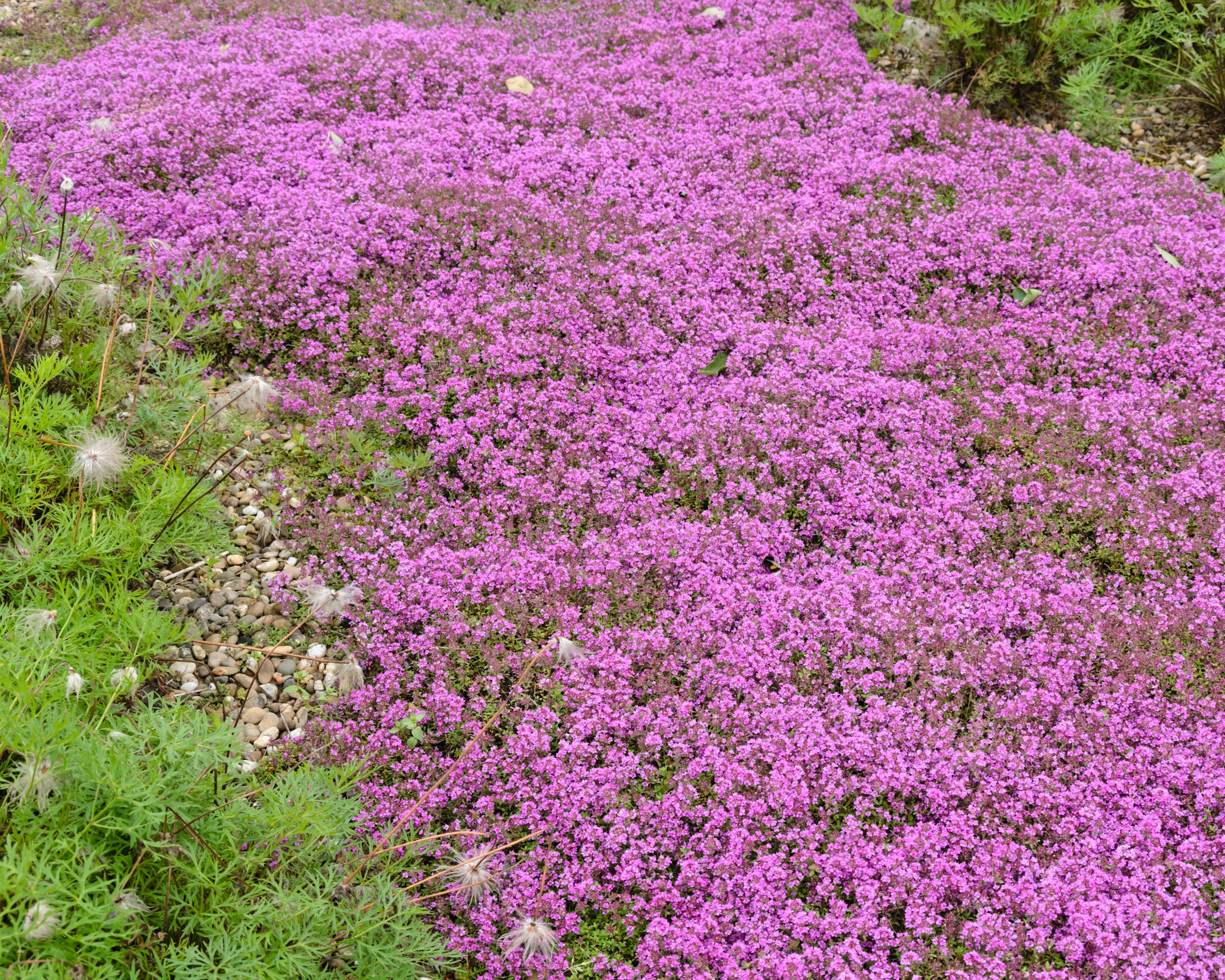 Thymus 'Coccineus' - Image 3