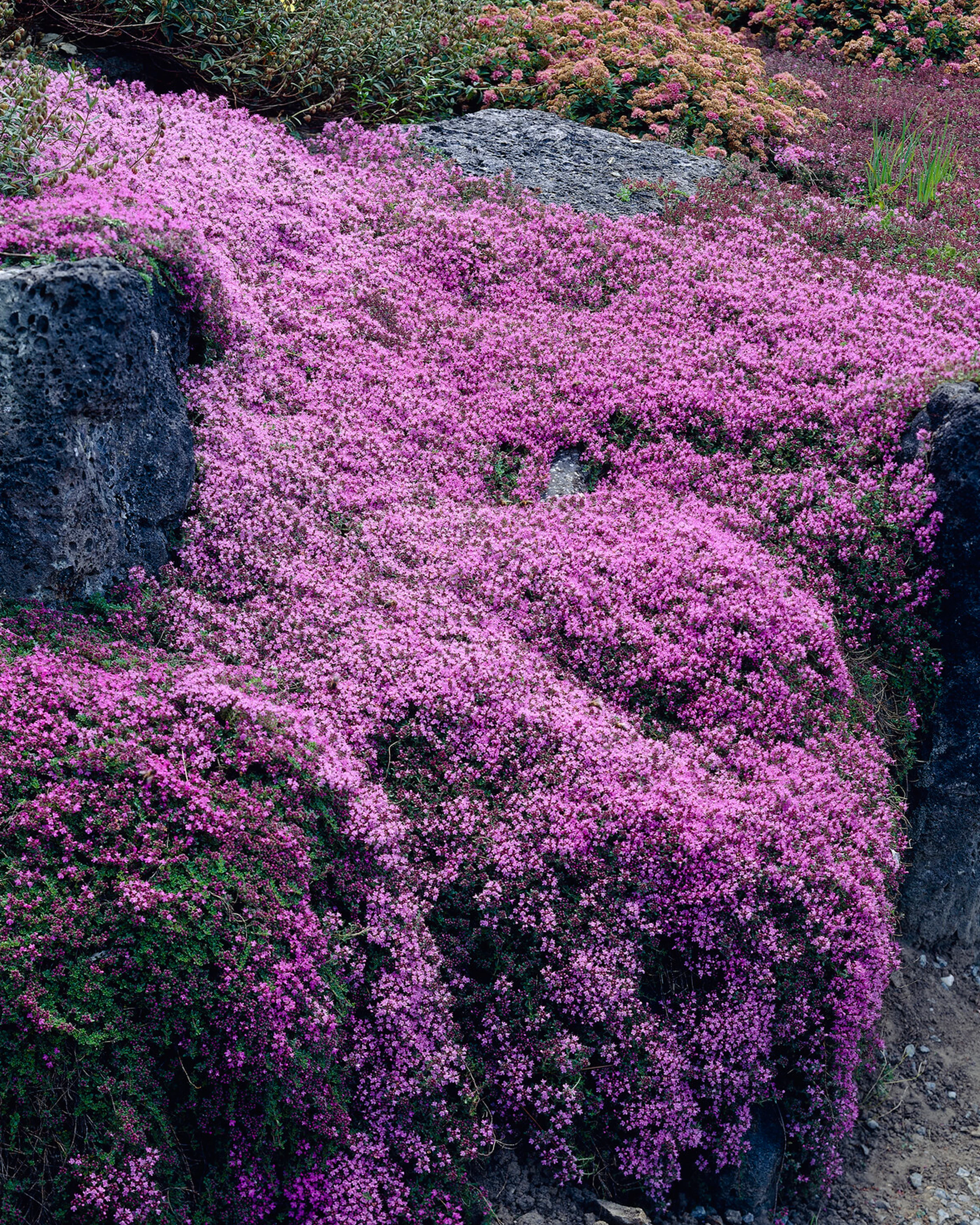 Thymus 'Coccineus' - Image 6