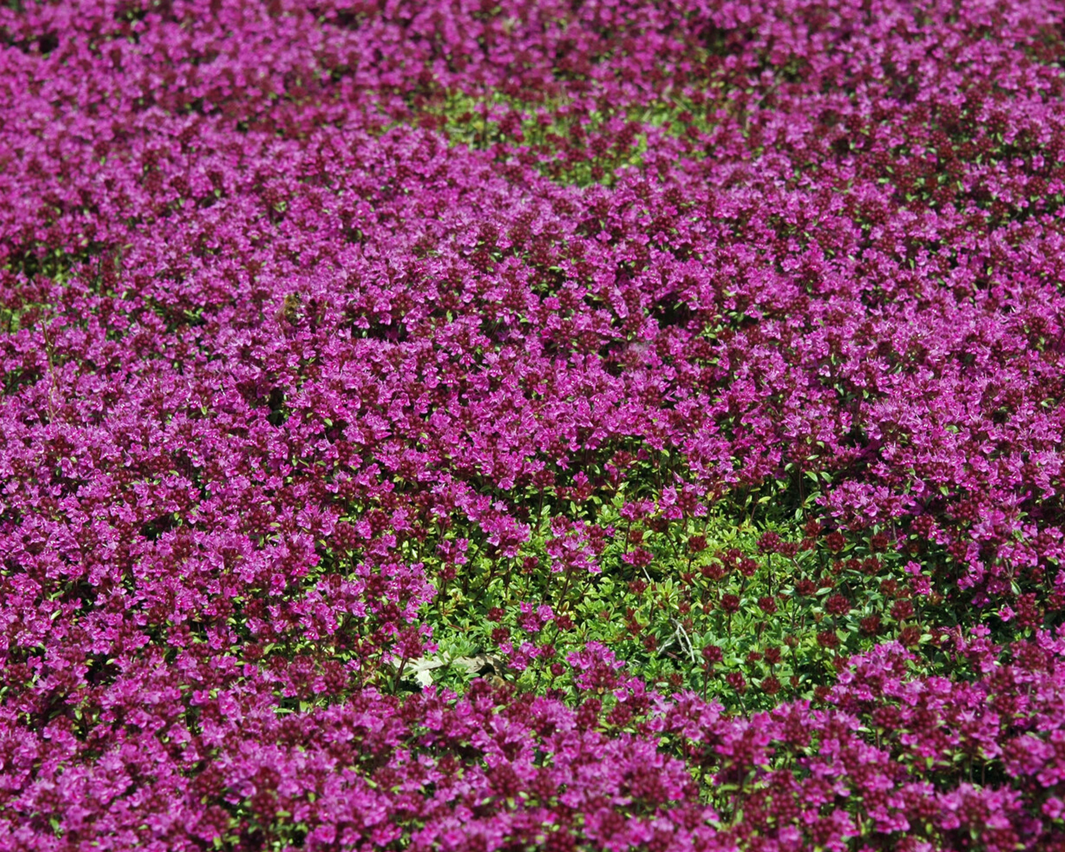 Thymus 'Coccineus' - Image 7