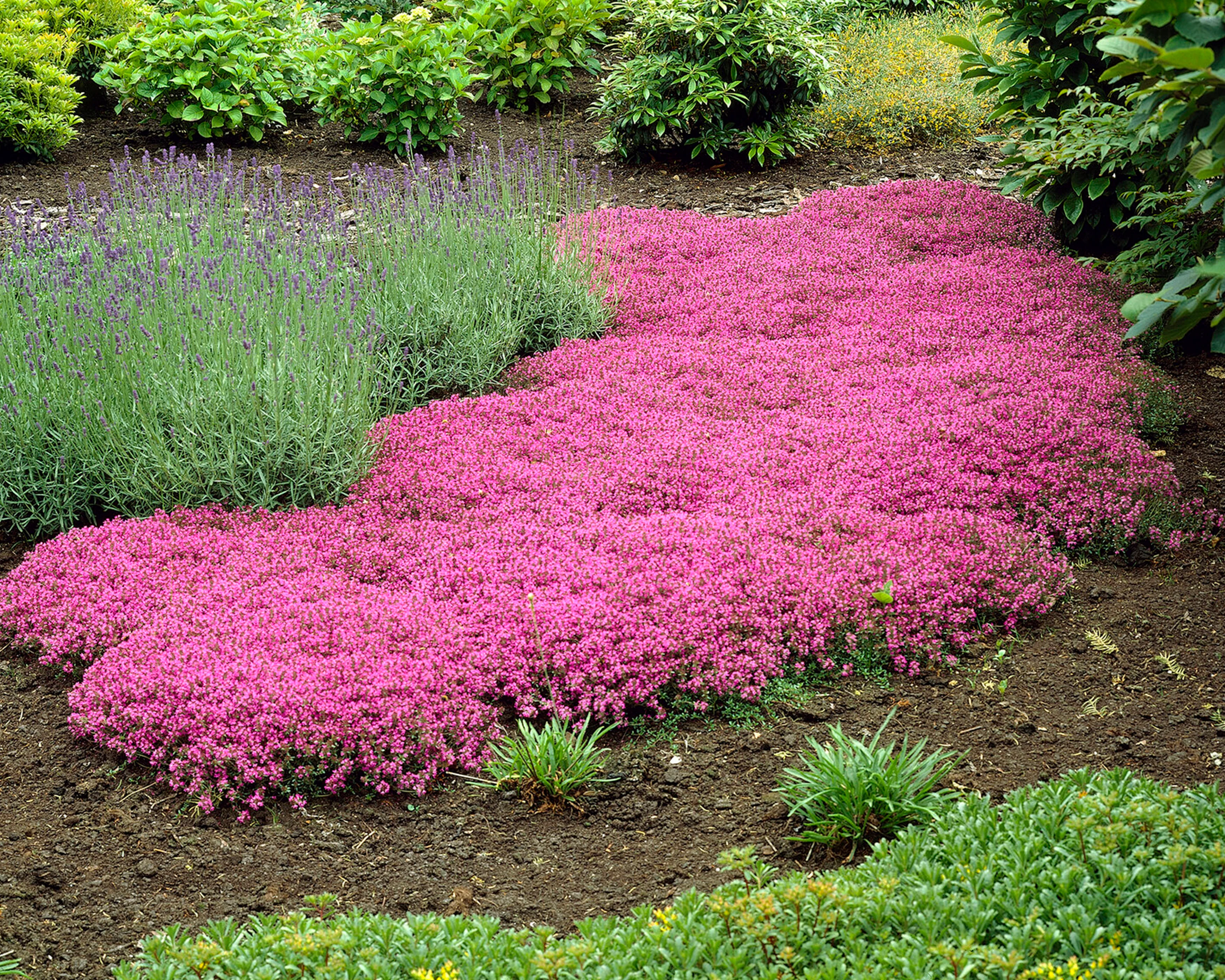 Thymus 'Coccineus' - Image 8