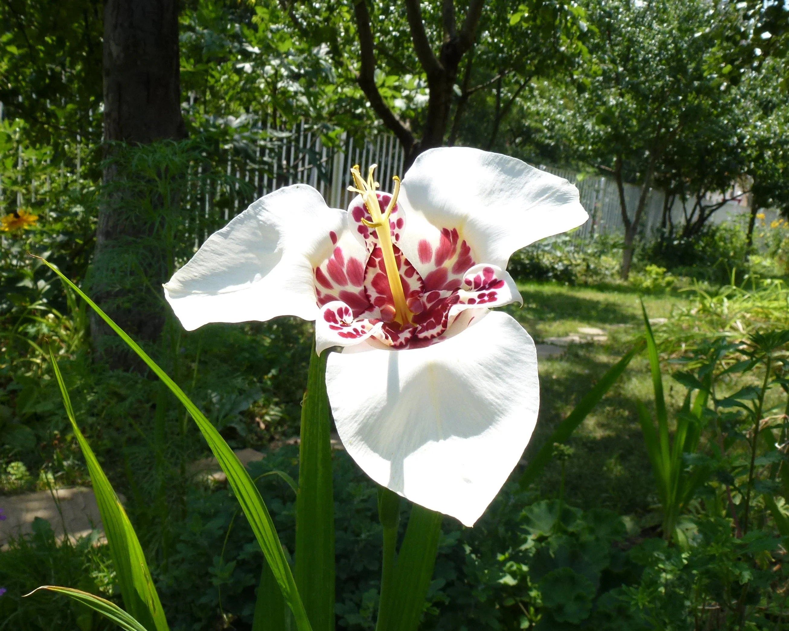 Tigridia 'Peacock Mix' - Image 6