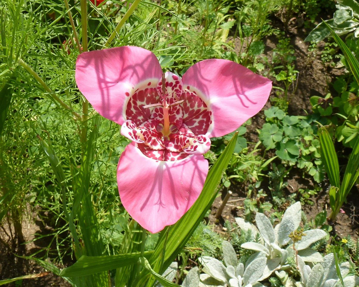 Tigridia 'Peacock Mix' - Image 8