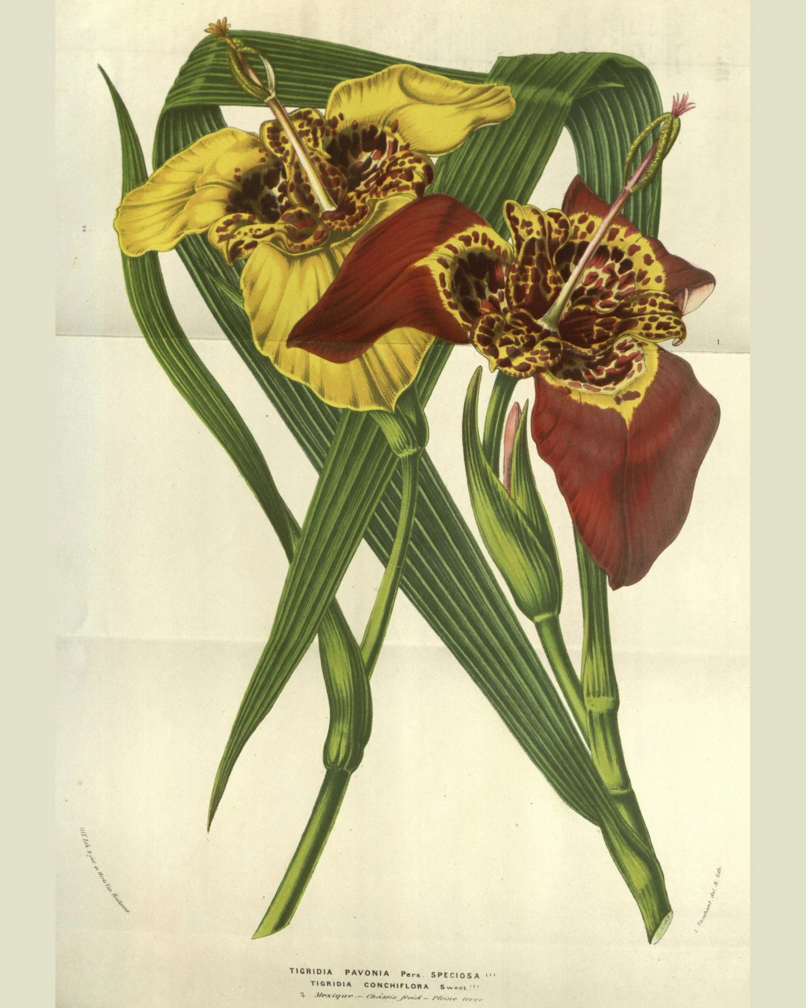 Tigridia 'Peacock Mix' - Image 9
