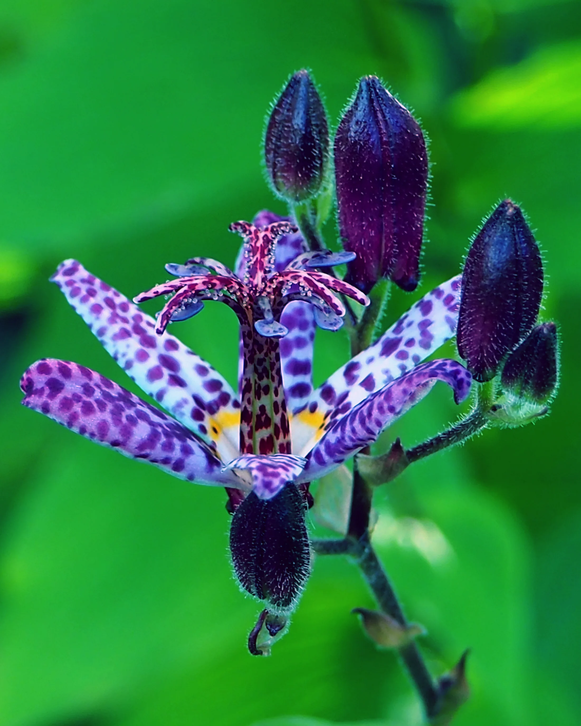 Tricyrtis 'Blue Wonder' - Image 2