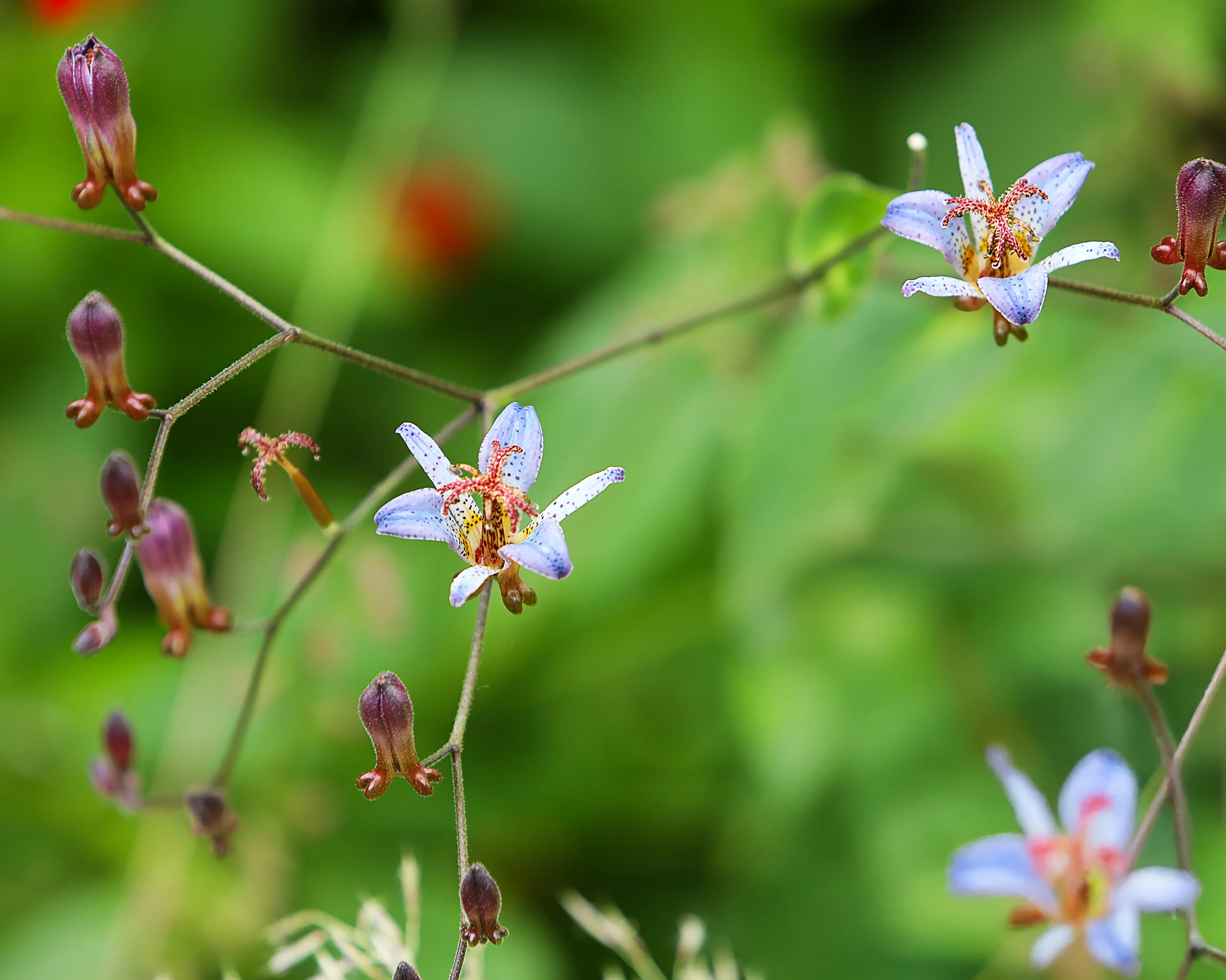 Tricyrtis 'Blue Wonder' - Image 3