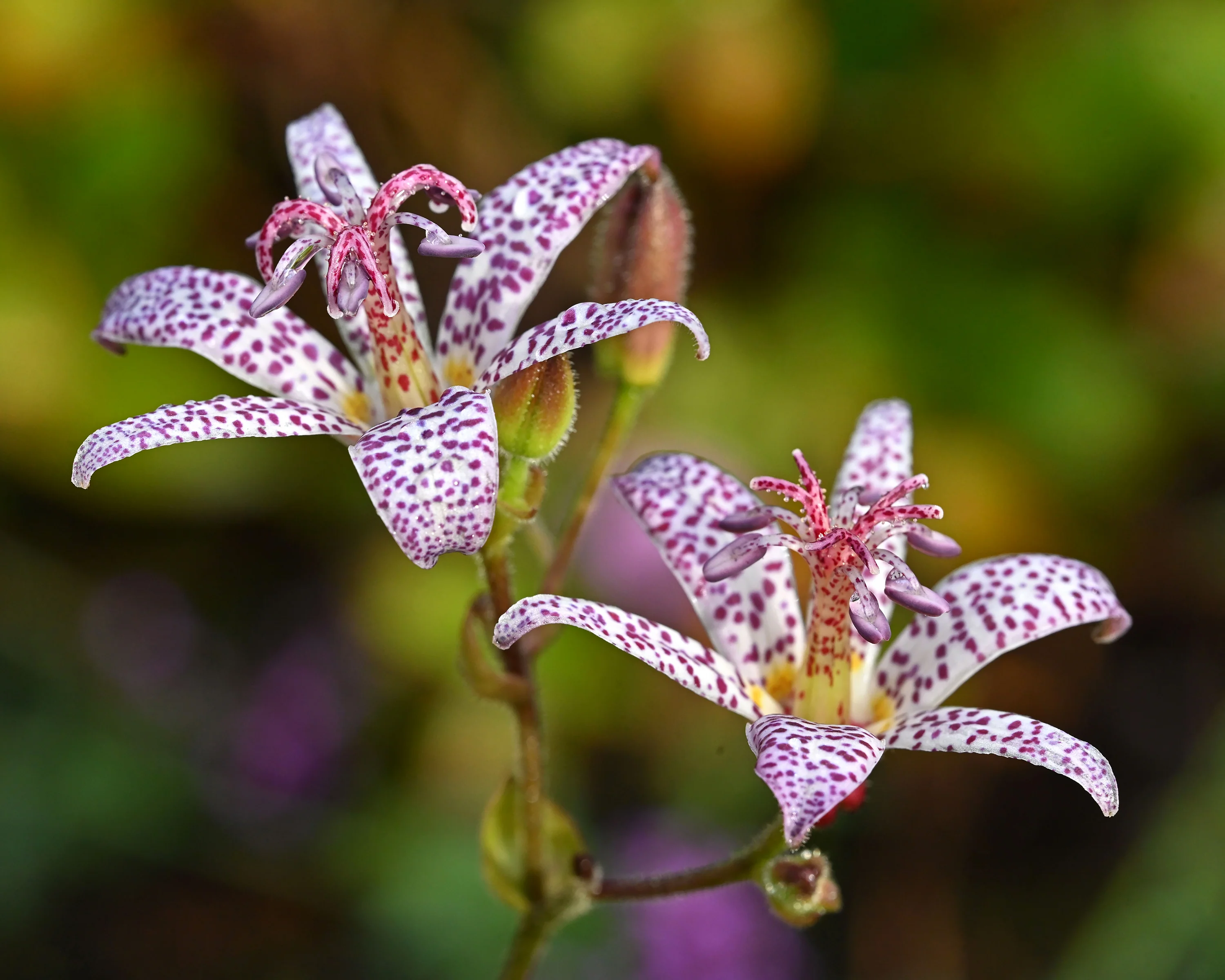 Tricyrtis hirta - Image 2