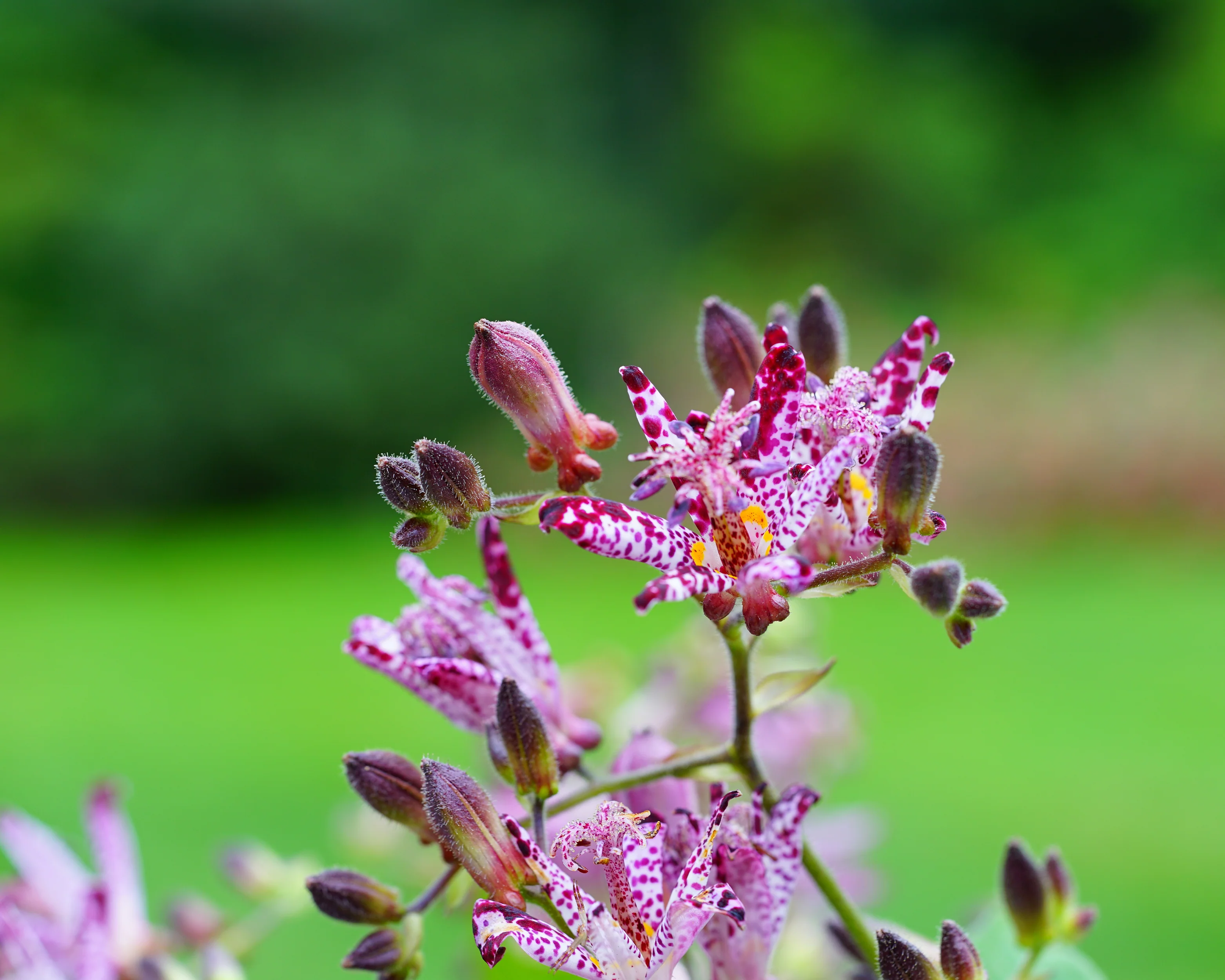Tricyrtis hirta - Image 5