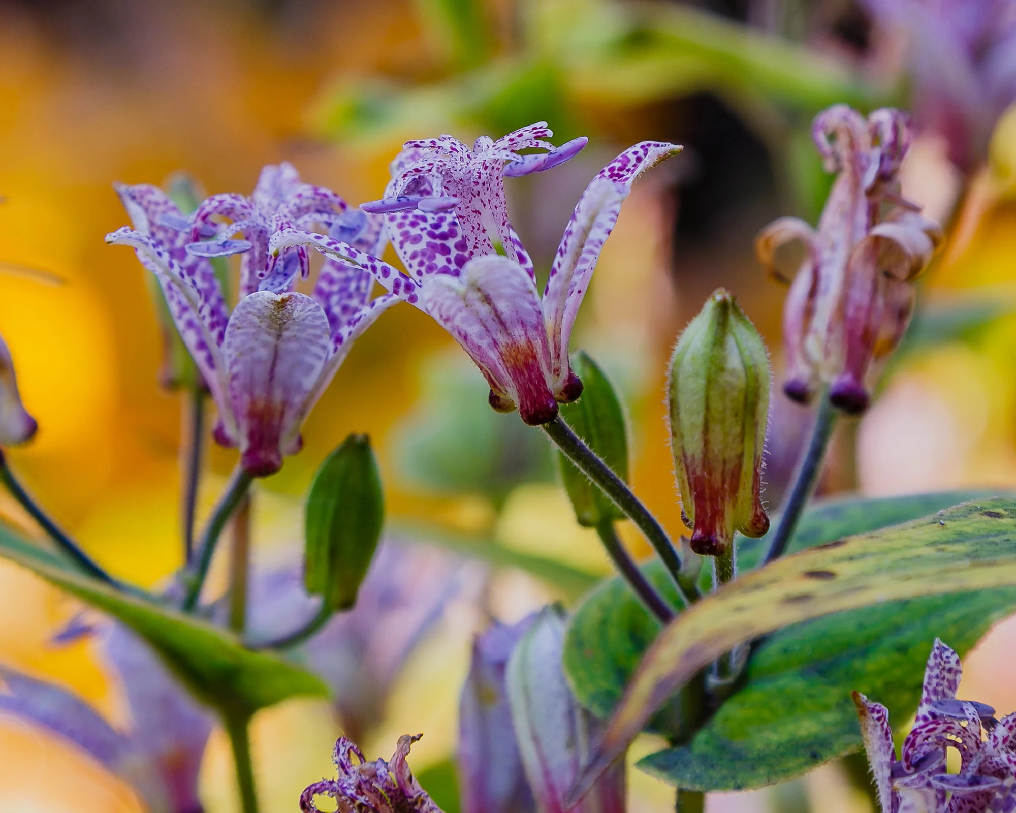 Tricyrtis hirta - Image 9