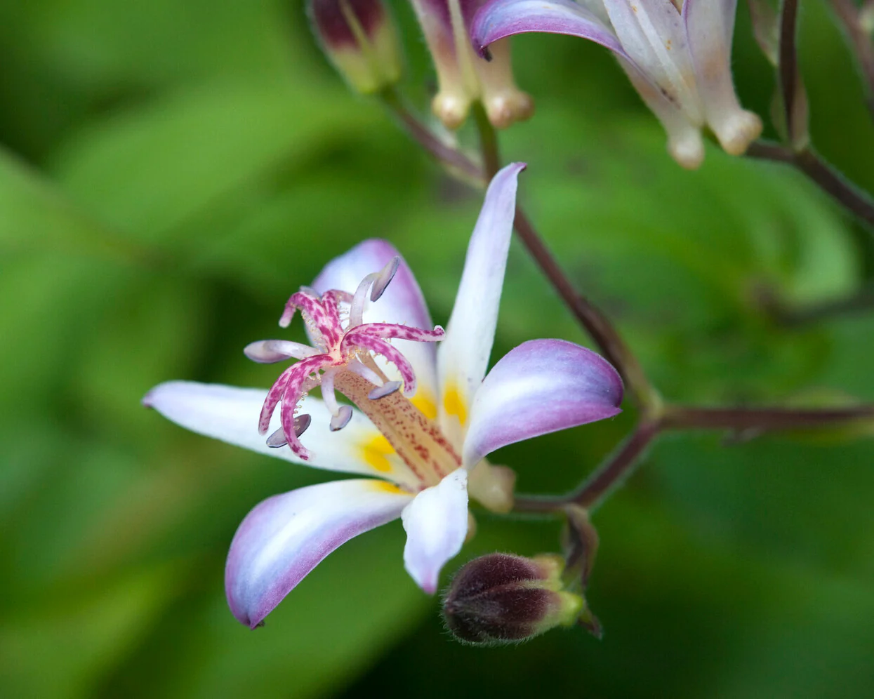 Tricyrtis 'Tojen' - Image 2