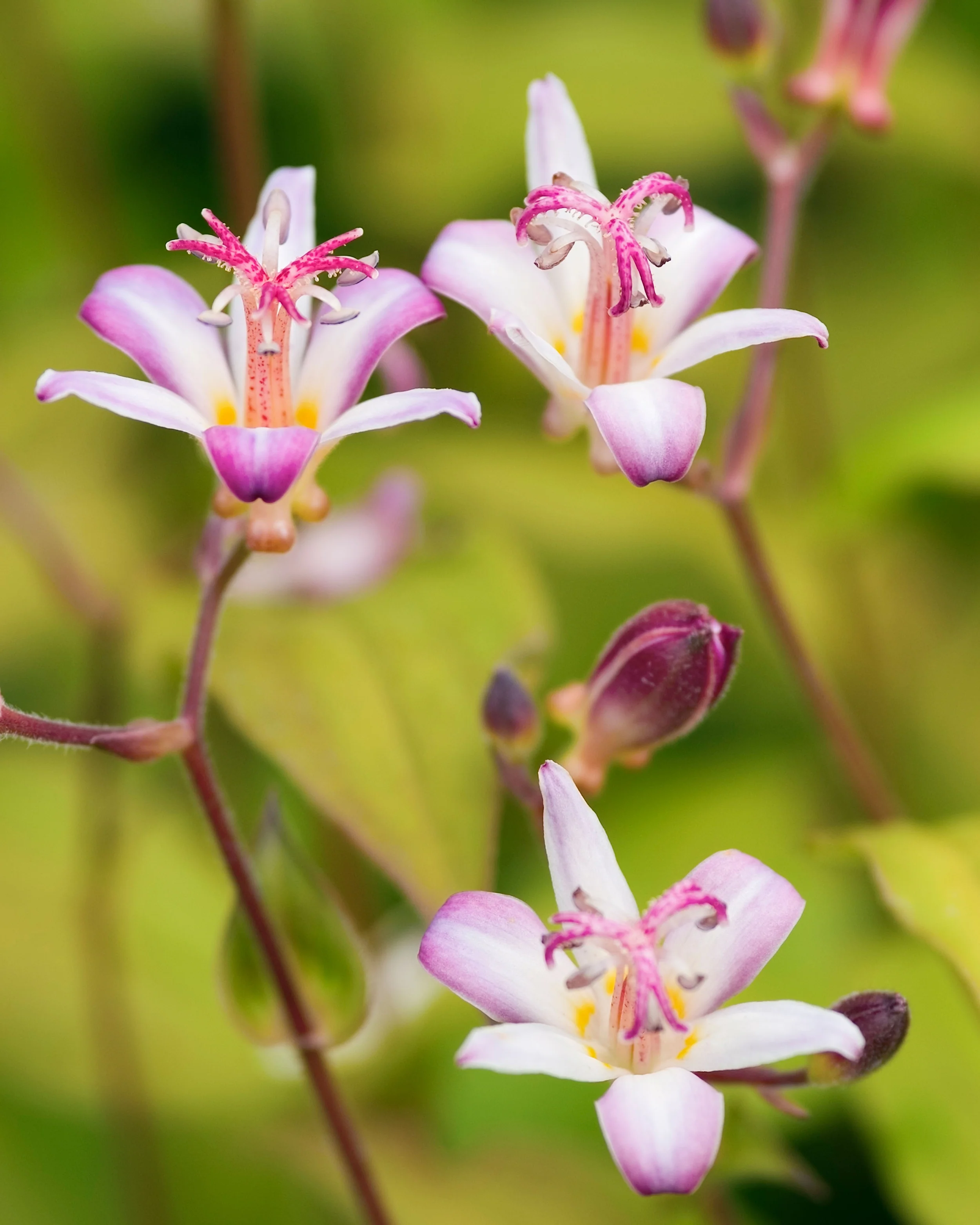 Tricyrtis 'Tojen' - Image 3