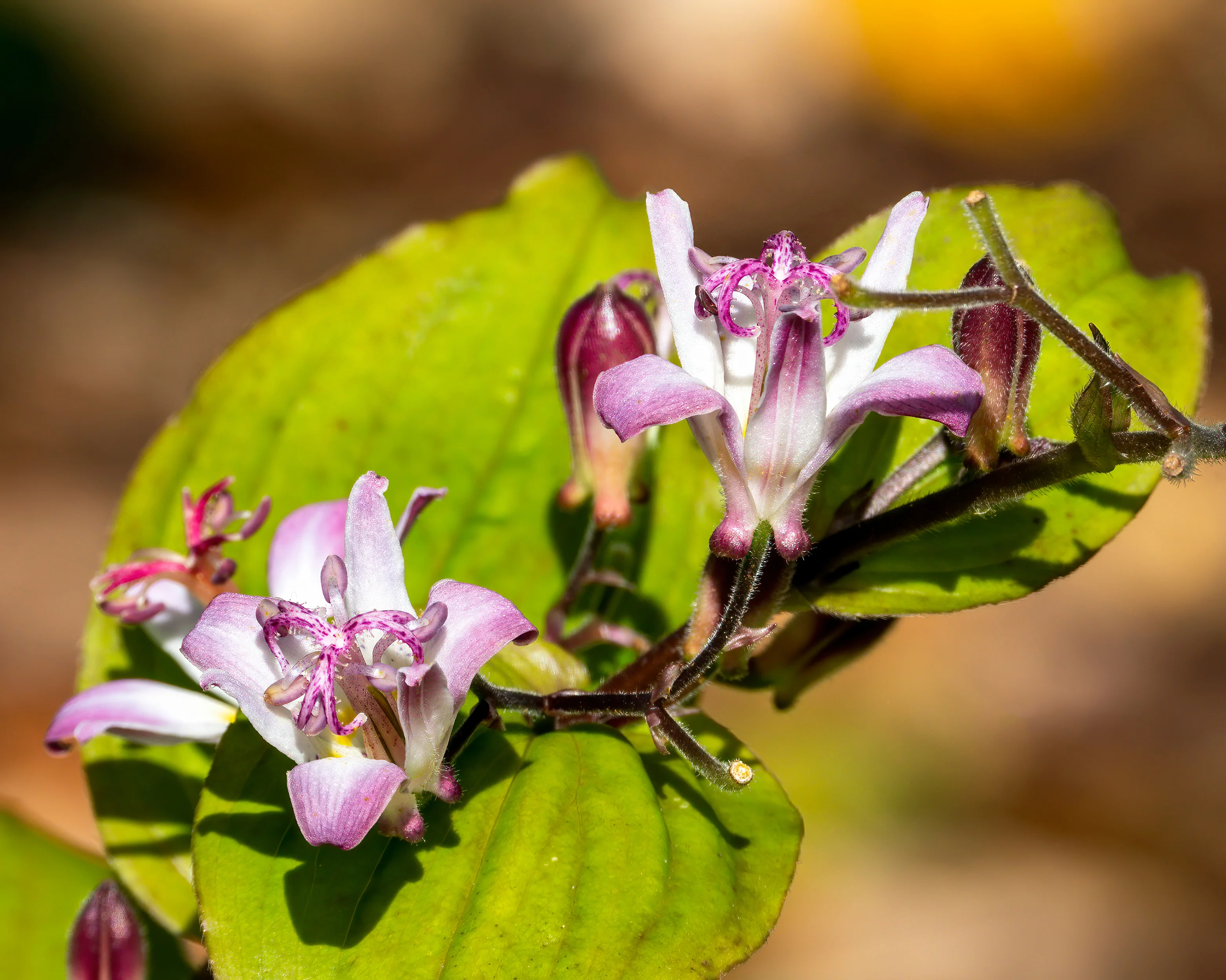 Tricyrtis 'Tojen' - Image 4