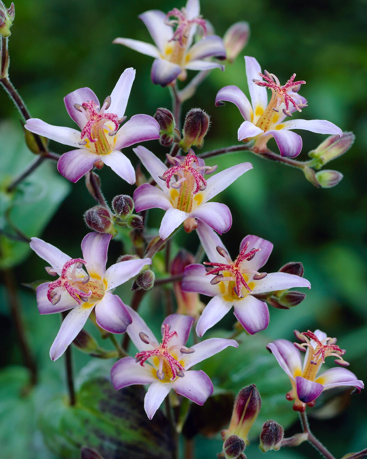 Tricyrtis 'Tojen' - Image 6