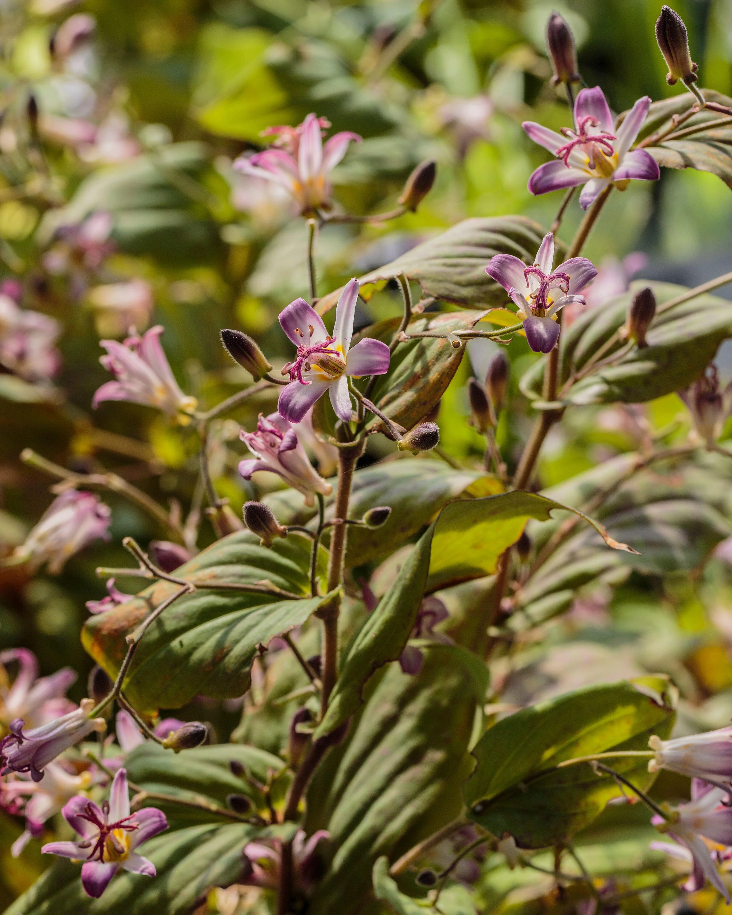 Tricyrtis 'Tojen' - Image 7