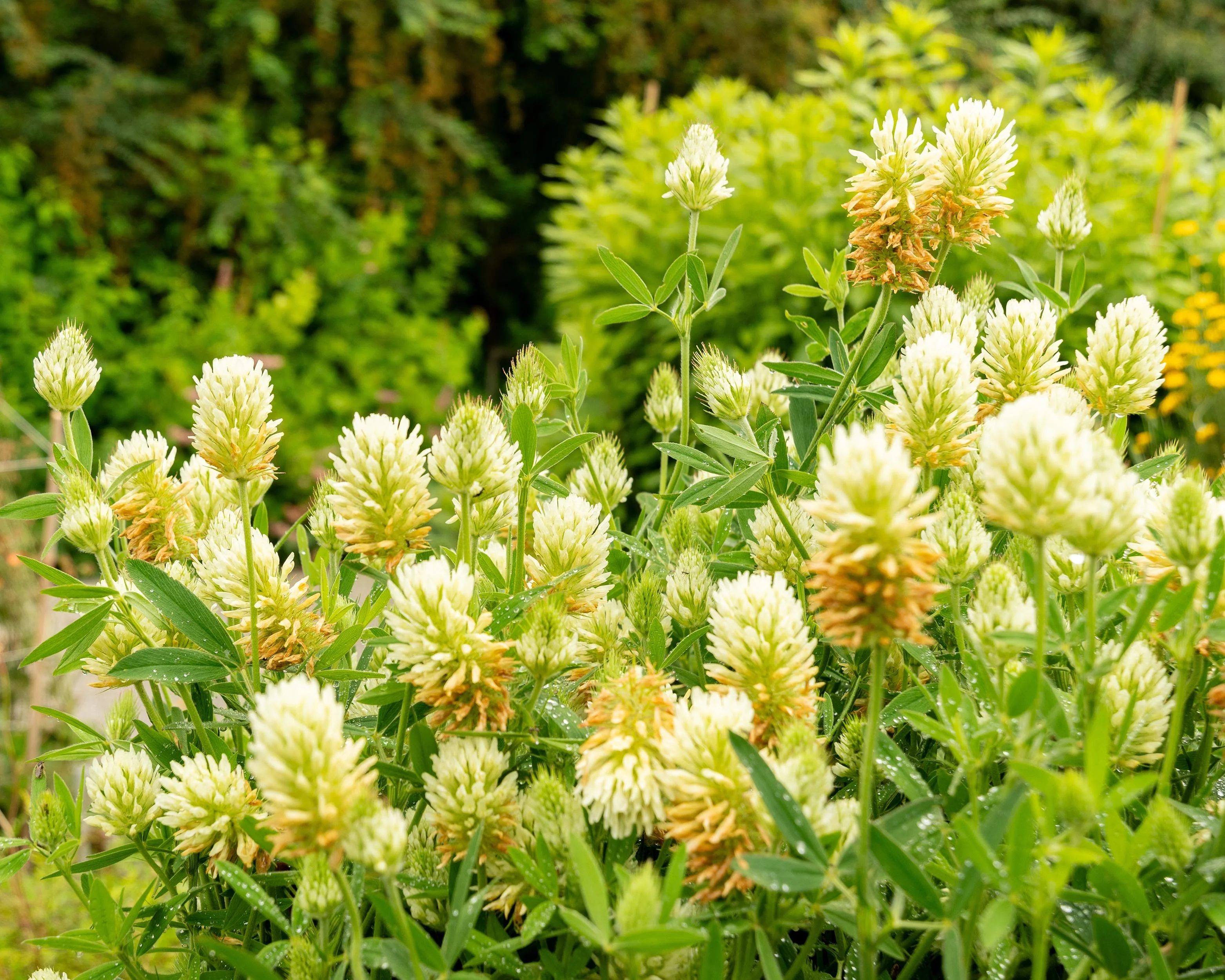 Trifolium ochroleucon - Image 4