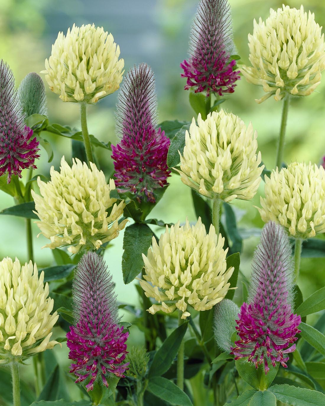 Trifolium ochroleucon - Image 5