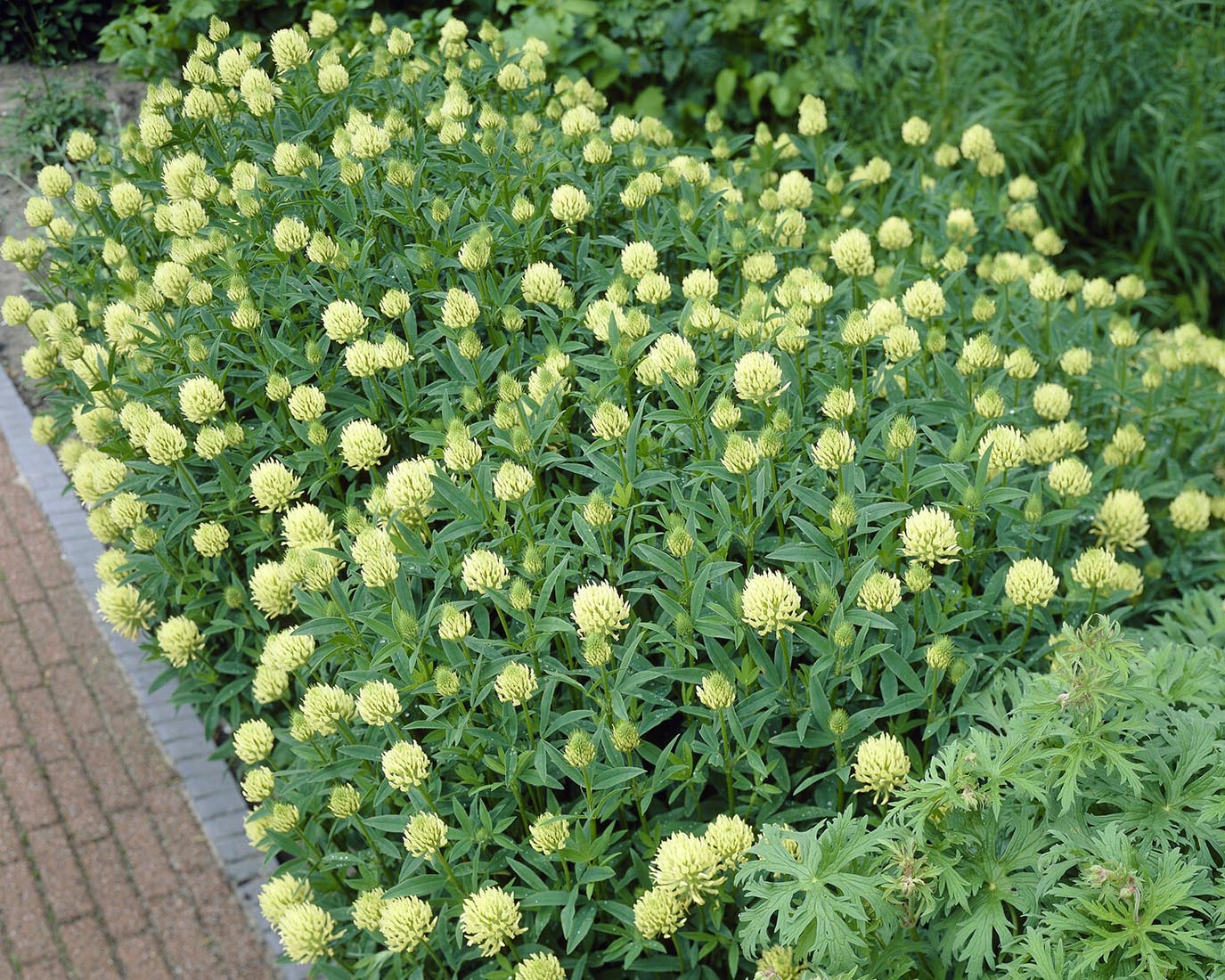Trifolium ochroleucon - Image 6
